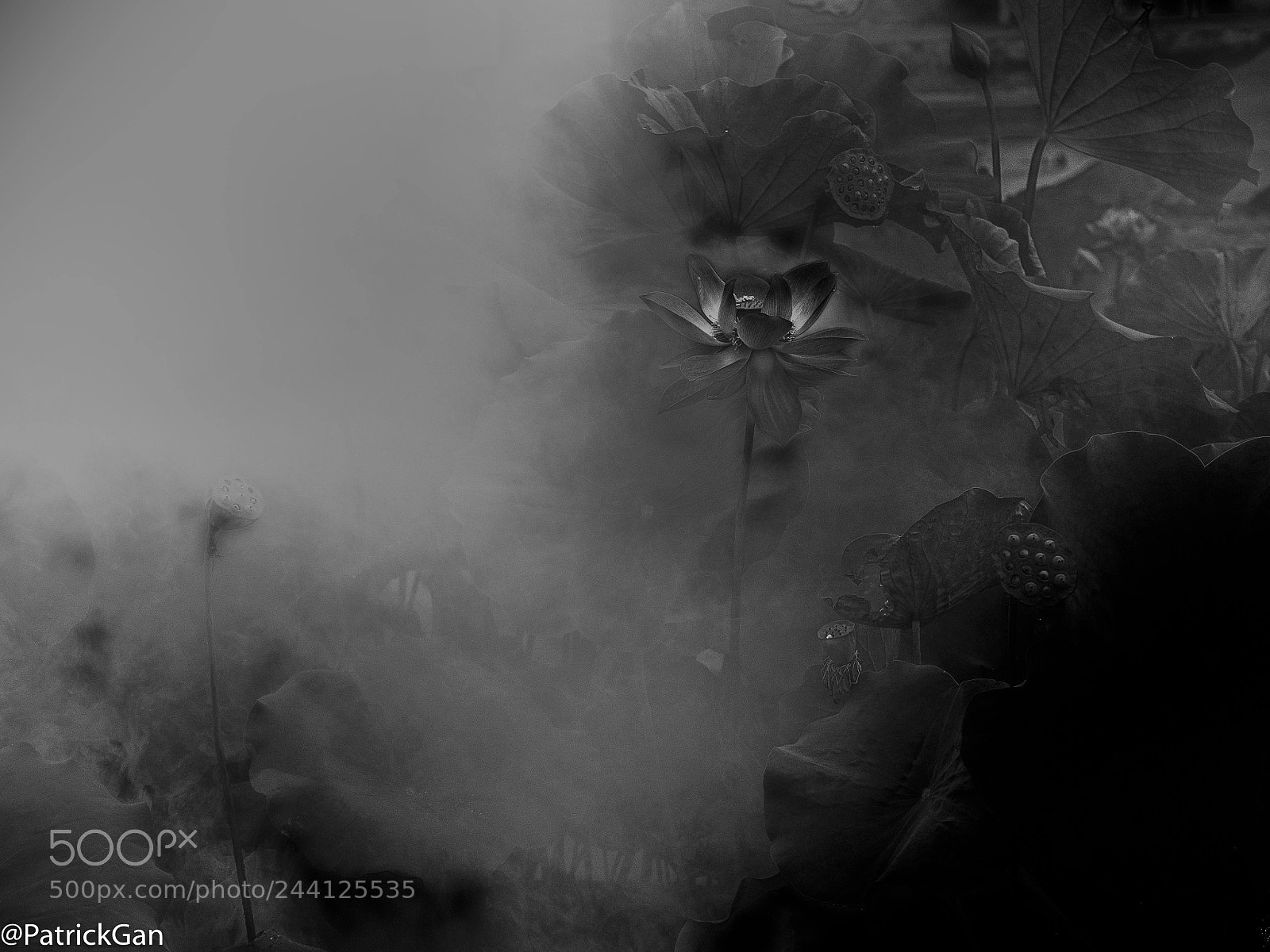 Olympus OM-D E-M5 II sample photo. The morning mist photography