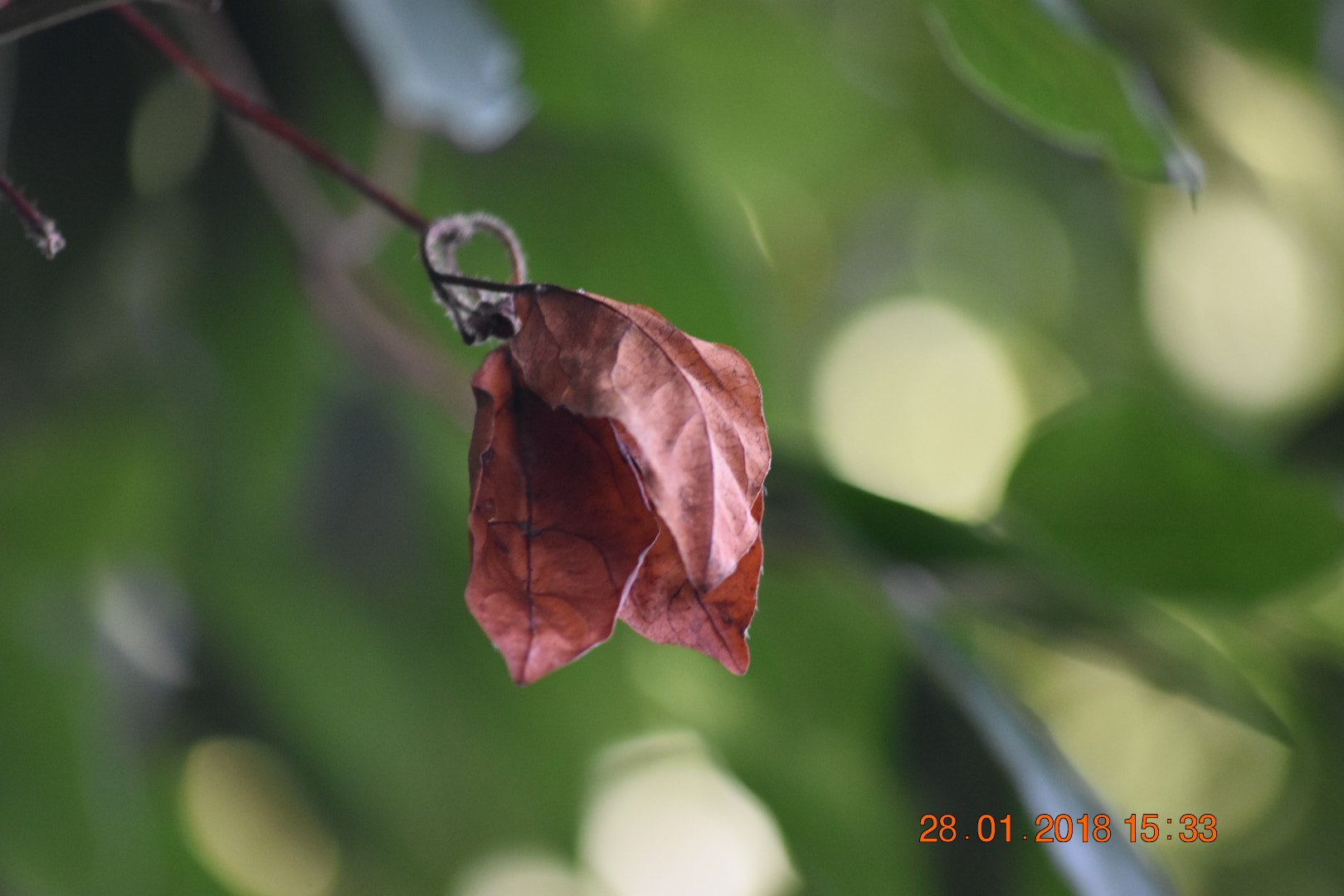 Nikon D3400 + Sigma 70-300mm F4-5.6 APO DG Macro sample photo. Dead leaves photography