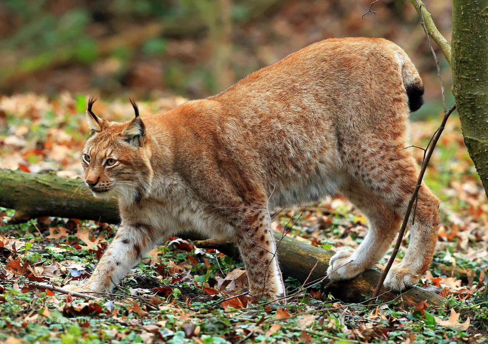 Canon EOS-1D X sample photo. Luchs photography