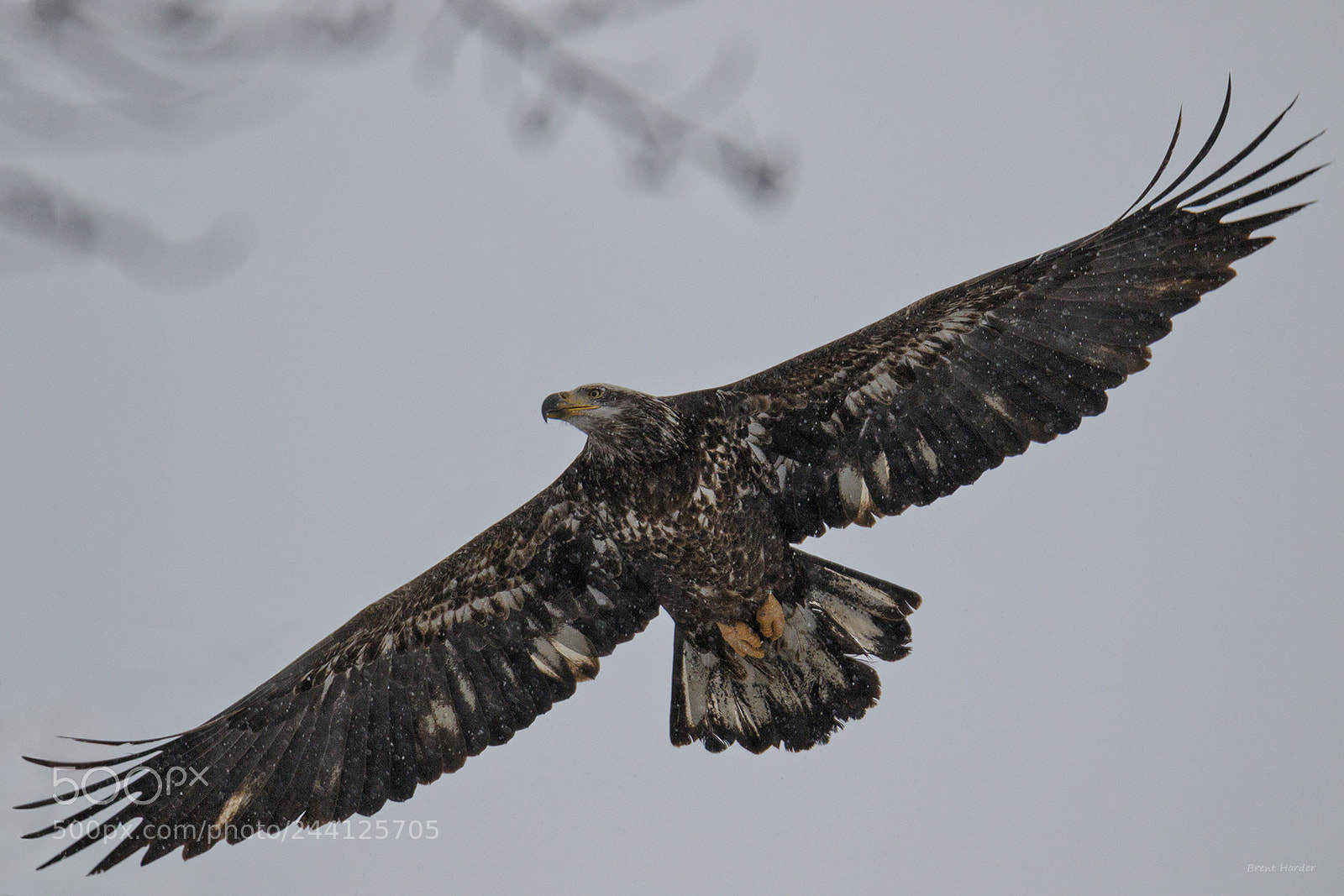 Canon EOS 7D Mark II sample photo. Flying through the falling photography