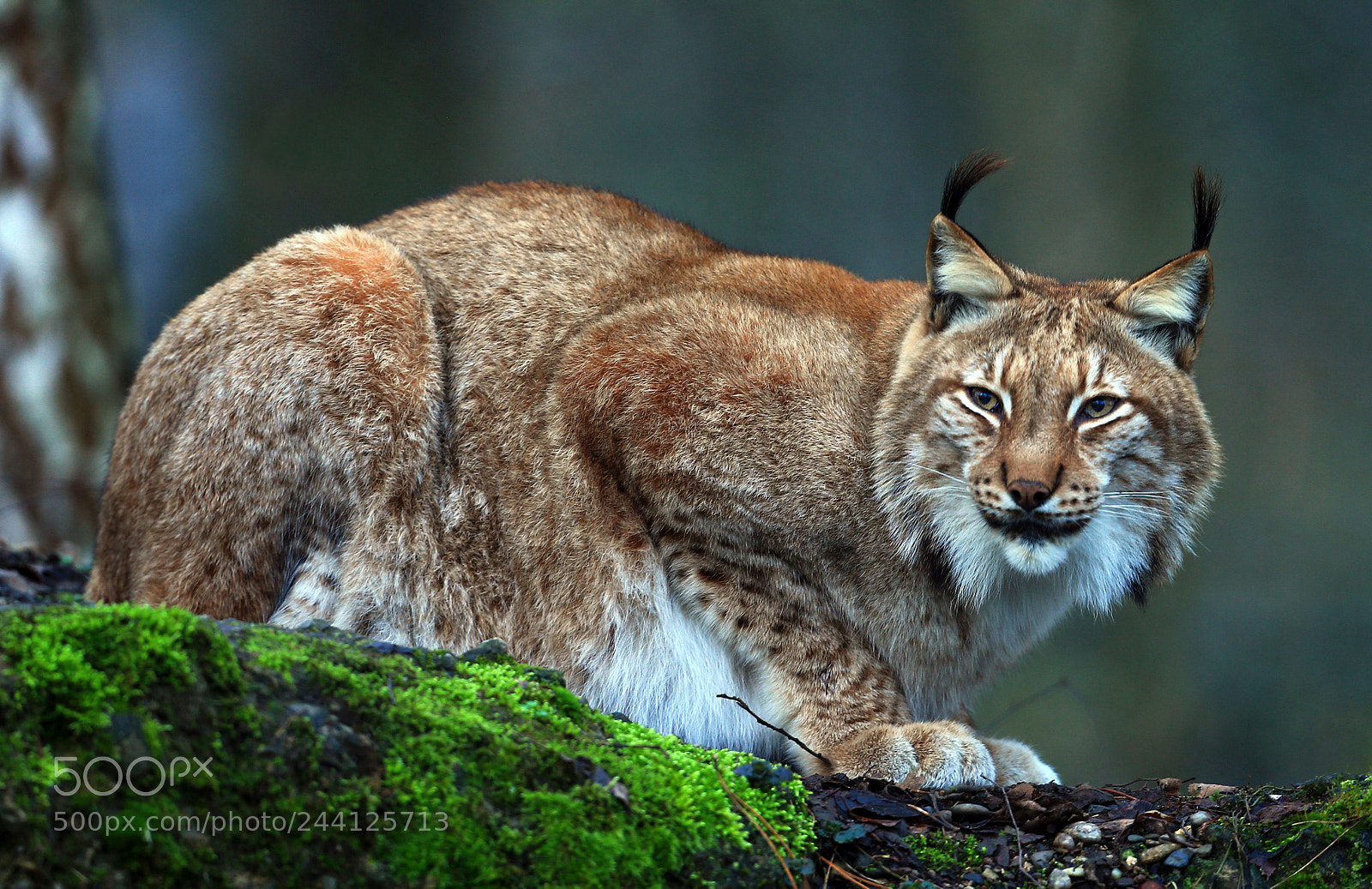 Canon EOS-1D X sample photo. Luchs photography