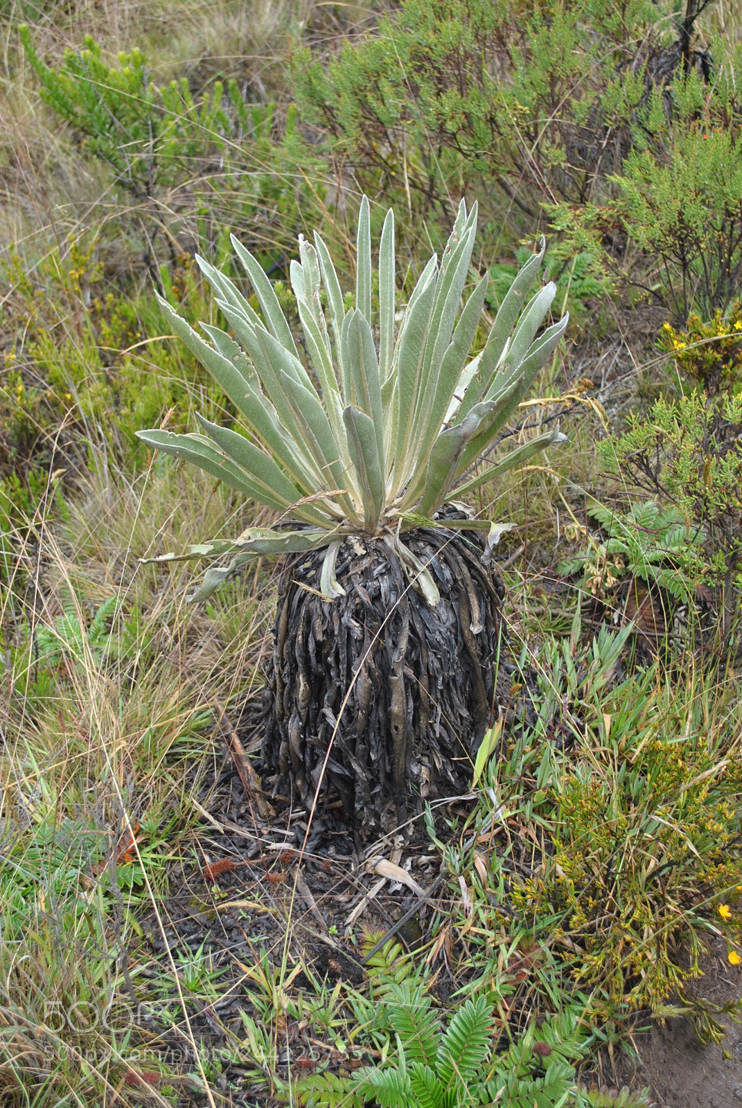 Nikon D3000 sample photo. Frailejon photography