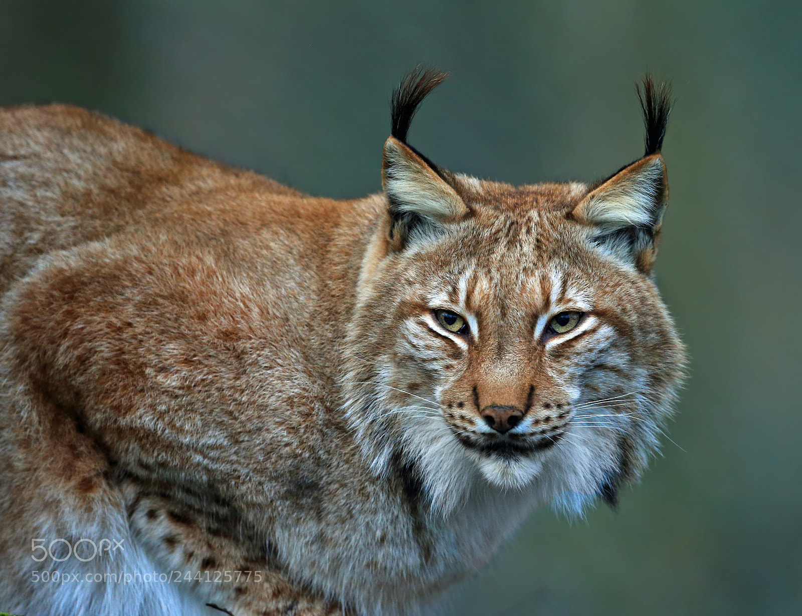 Canon EOS-1D X sample photo. Luchs photography