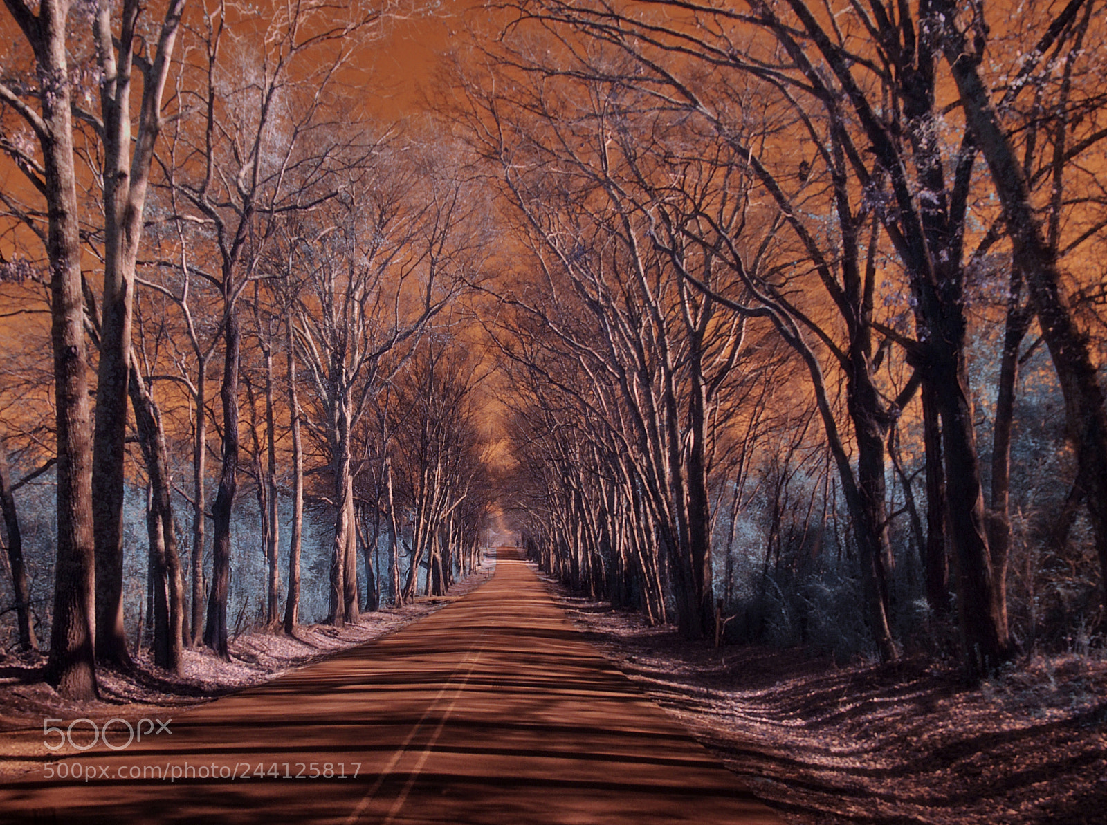 Nikon D90 sample photo. Tree lined photography