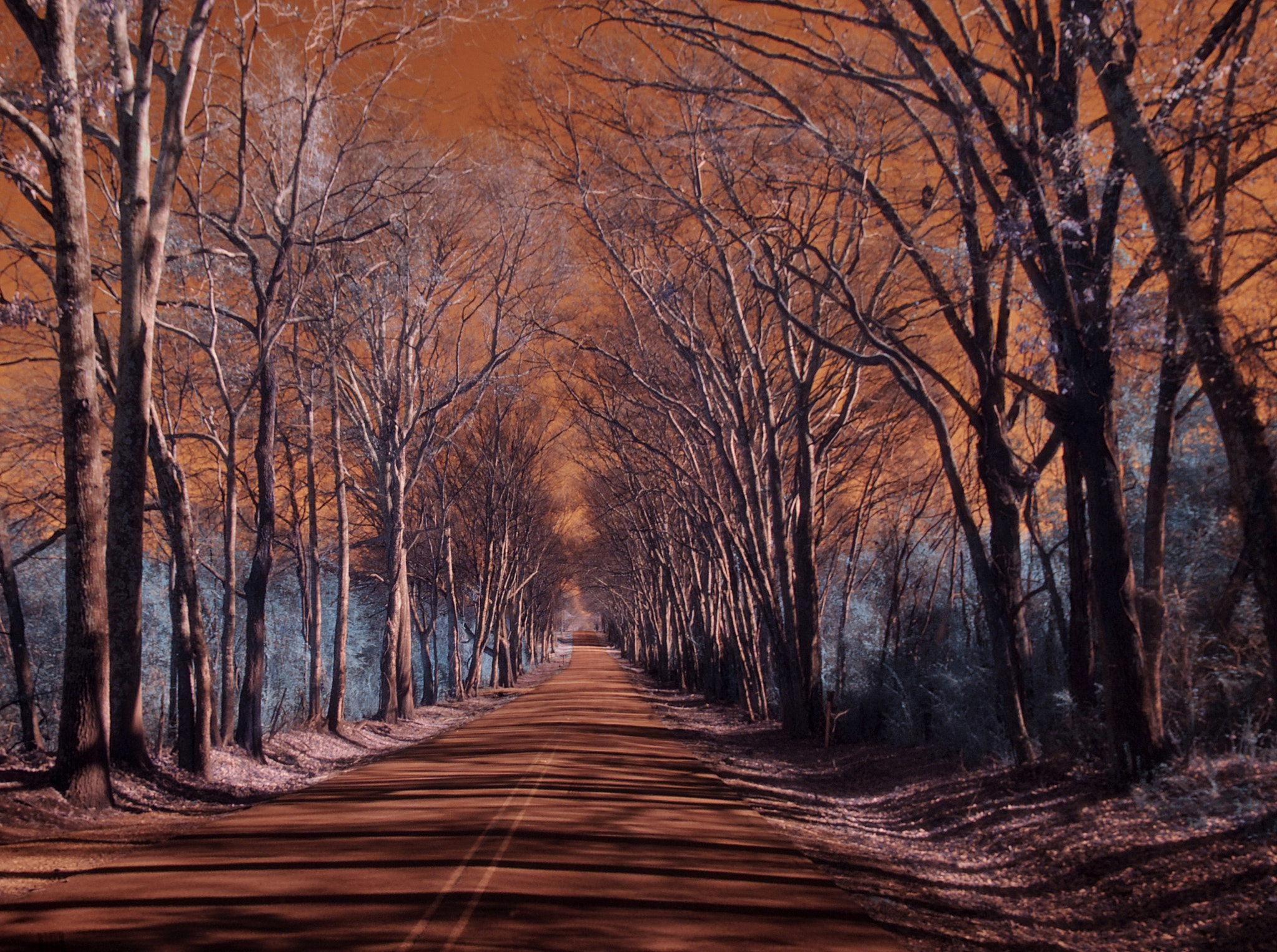 Tree Lined