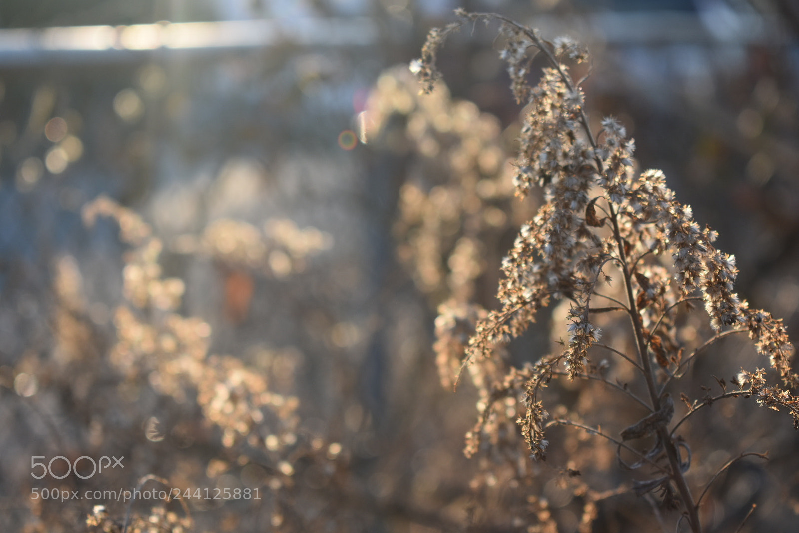 Nikon D3400 sample photo. Beauty in the dead photography