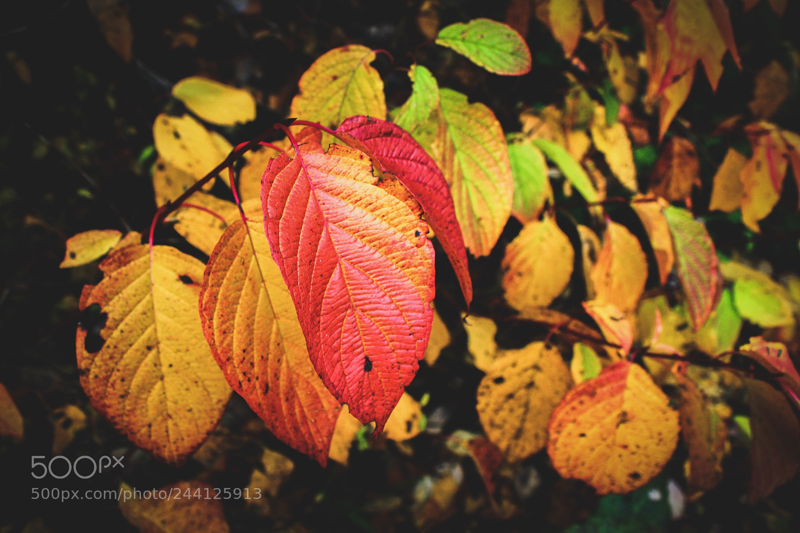 Canon EOS 1300D (EOS Rebel T6 / EOS Kiss X80) sample photo. Fall leaf photography