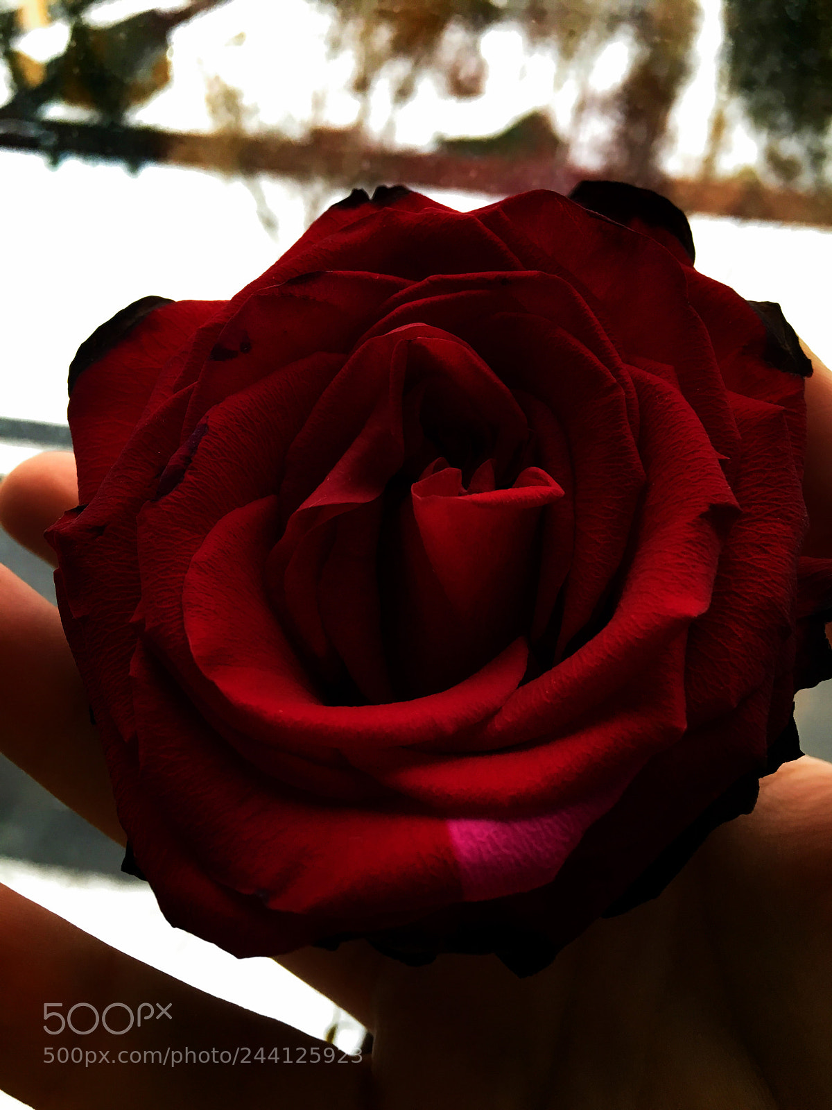 Apple iPhone 6s sample photo. Untitled photography