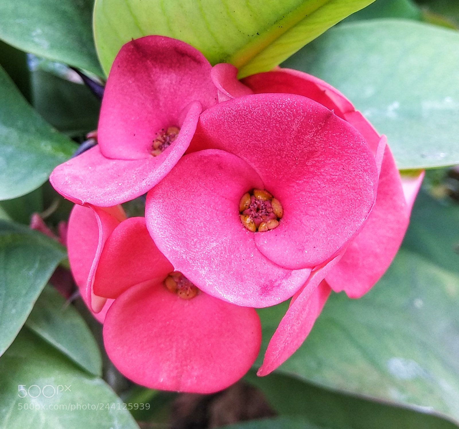 Xiaomi Redmi Note 4 sample photo. Beauty photography