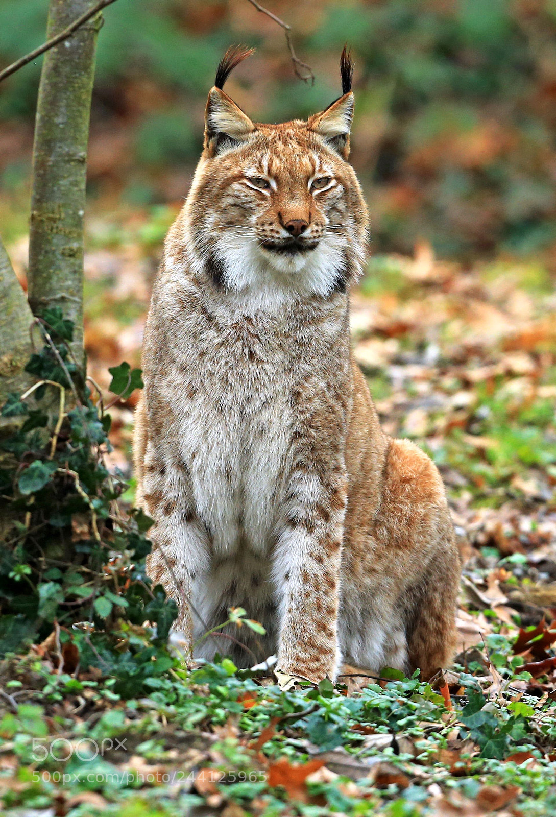 Canon EOS-1D X sample photo. Luchs photography