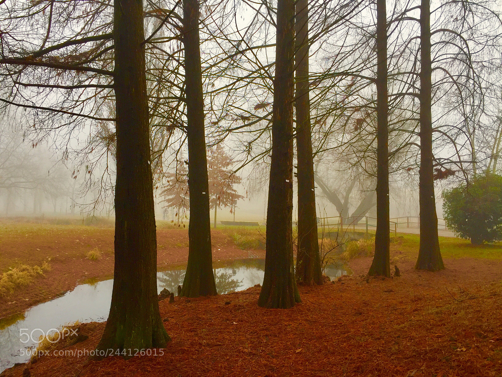 Apple iPhone 6 Plus sample photo. Il bosco invernale con photography