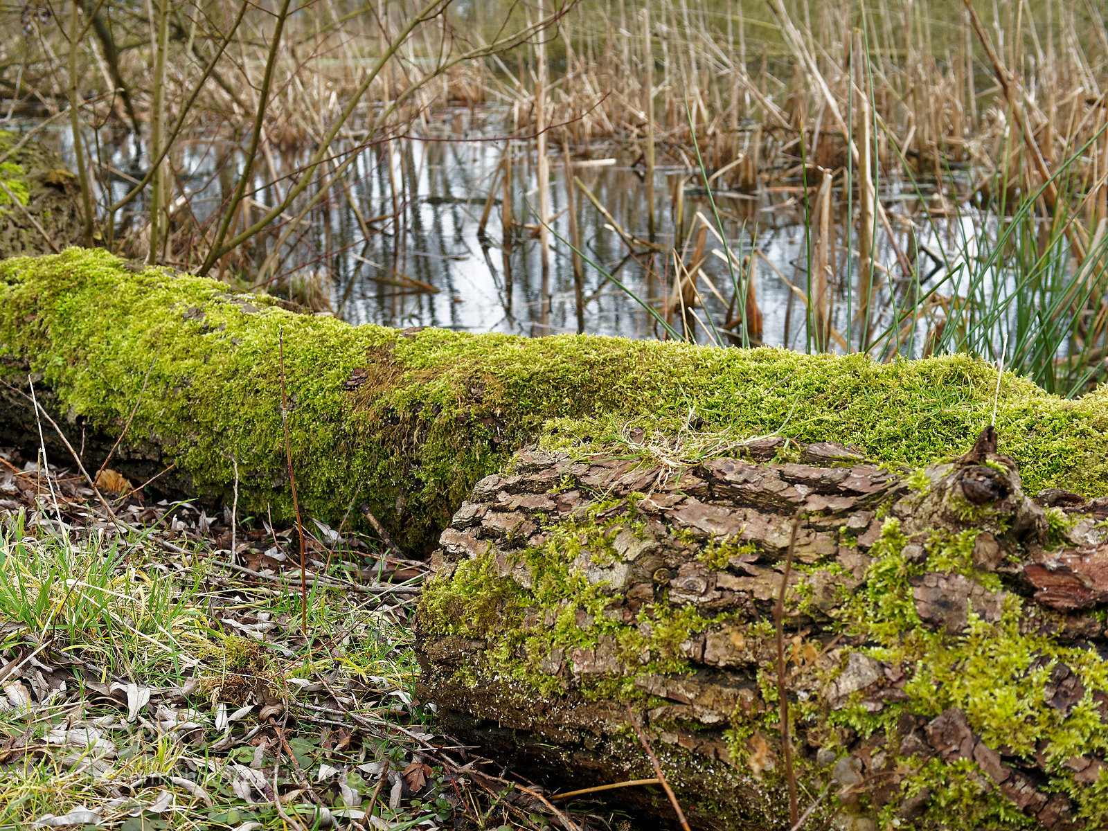 Olympus OM-D E-M5 sample photo. Braunschweig, natur am s photography