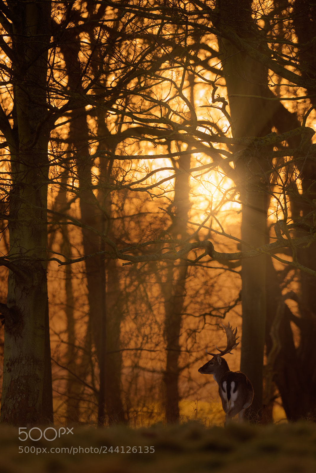Nikon D810 sample photo. 'my golden wood' photography