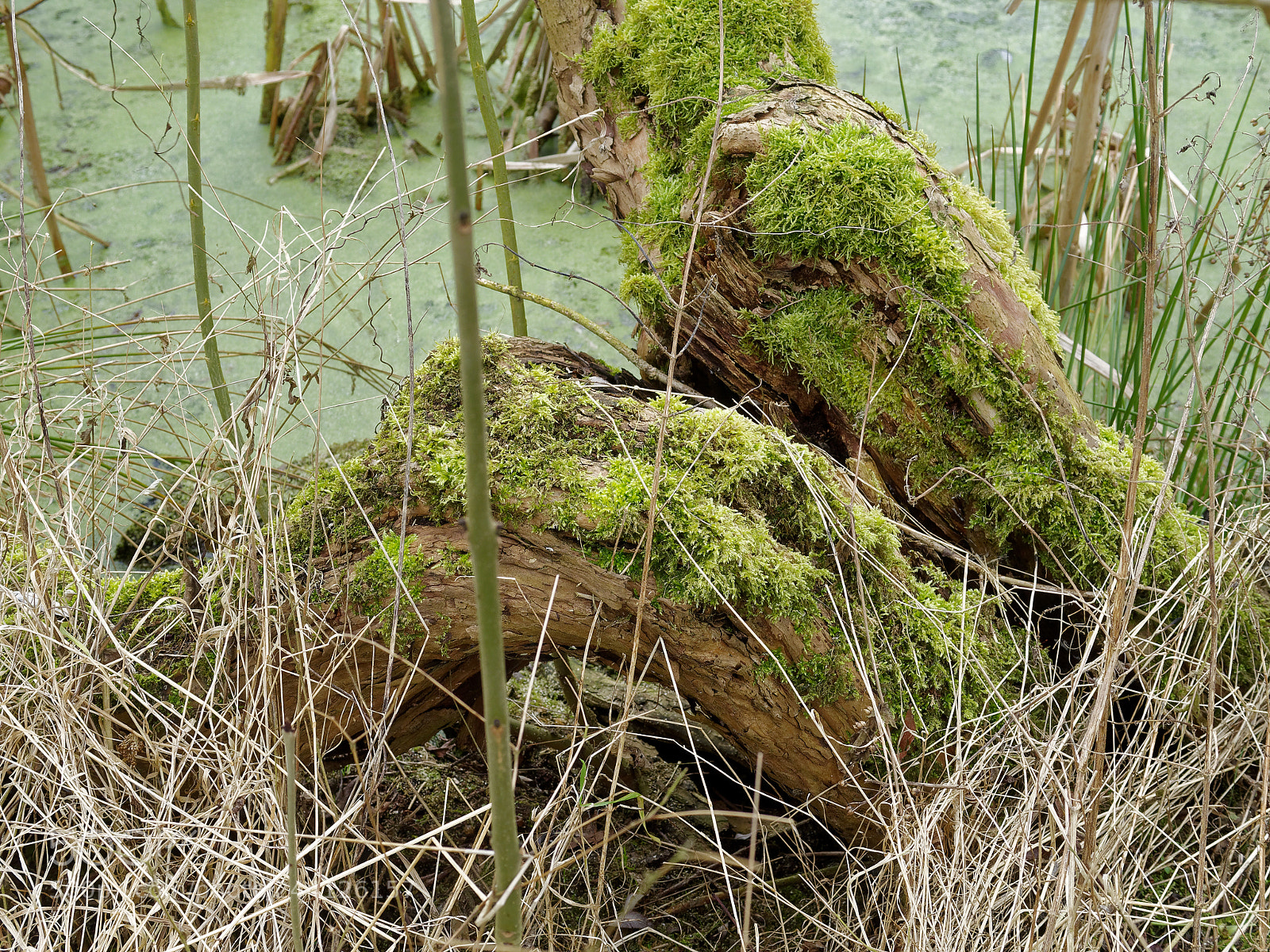 Olympus OM-D E-M5 sample photo. Braunschweig, natur am s photography