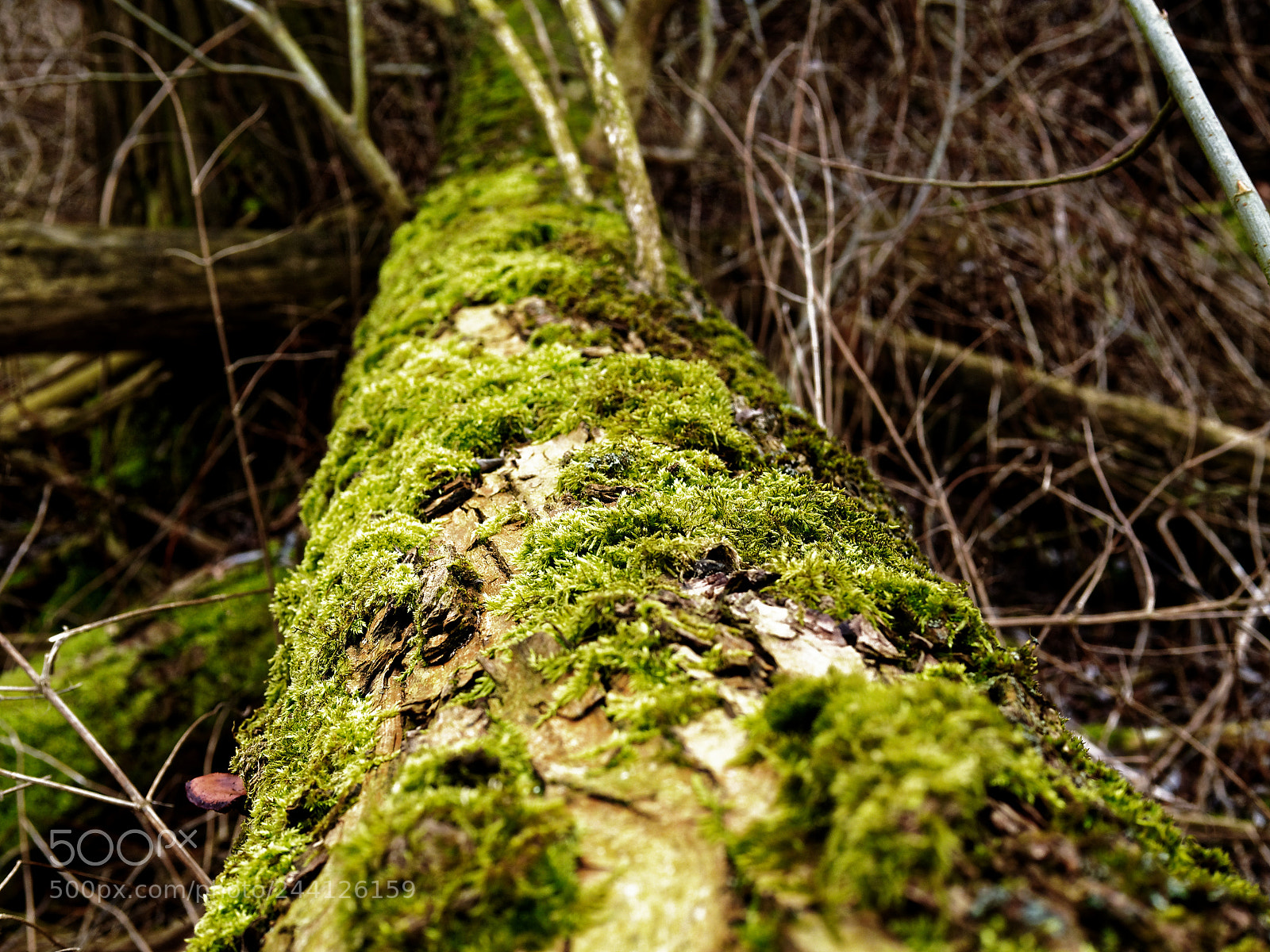 Olympus OM-D E-M5 sample photo. Braunschweig, natur am s photography
