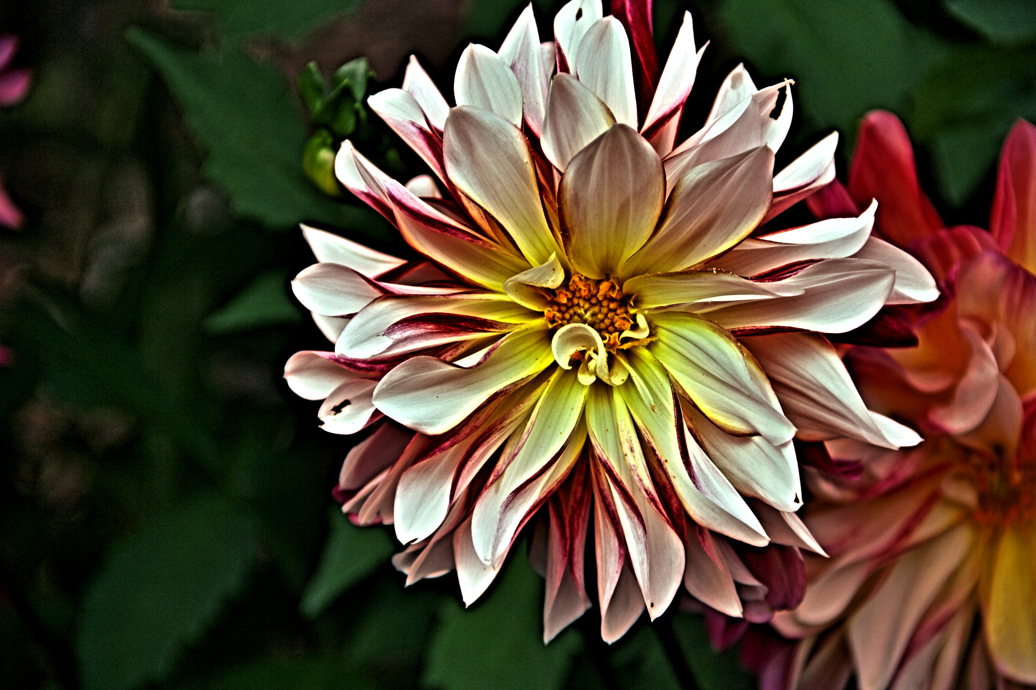Canon EOS 1000D (EOS Digital Rebel XS / EOS Kiss F) sample photo. Hyacinth photography