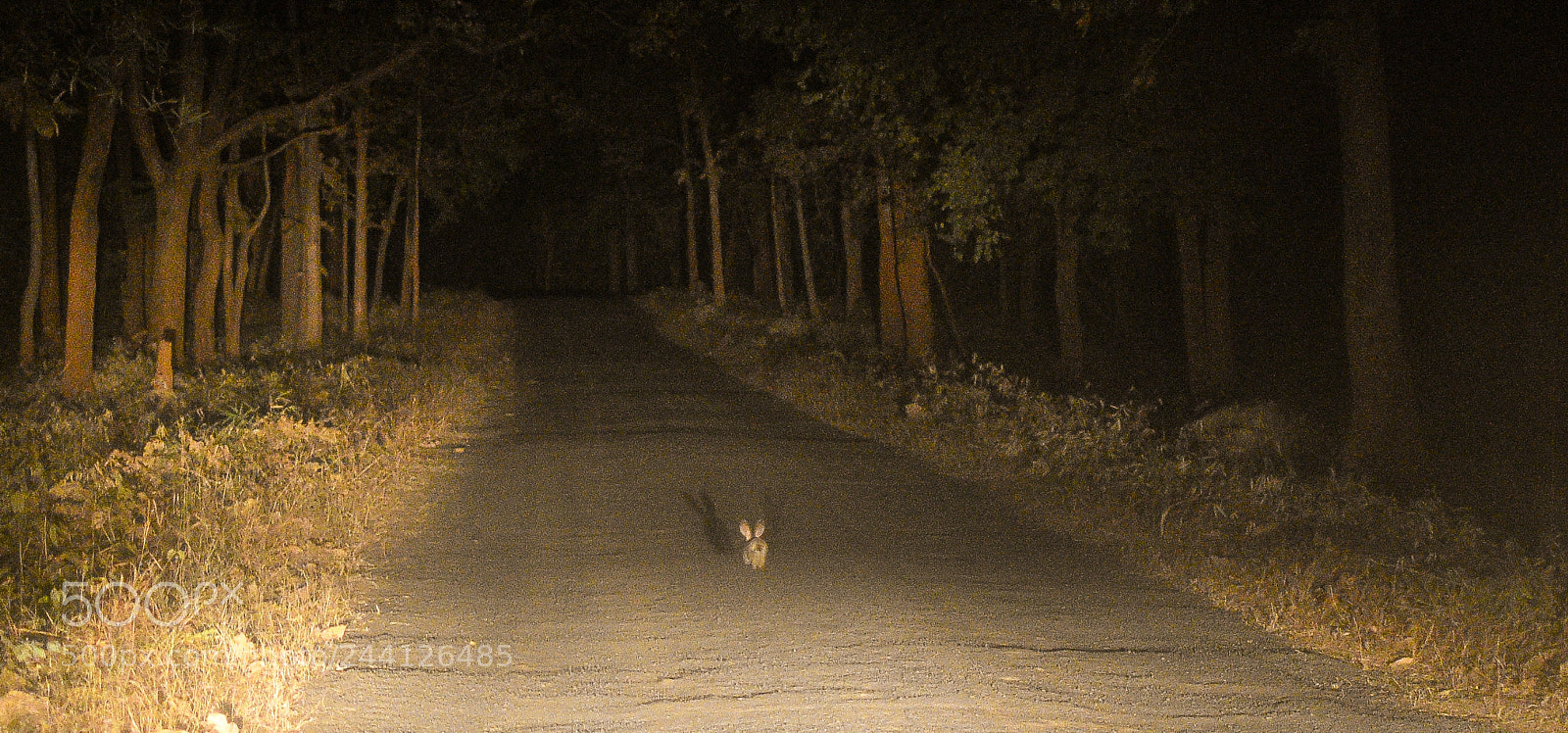 Nikon D3400 sample photo. Race with rabbit...  ;) photography