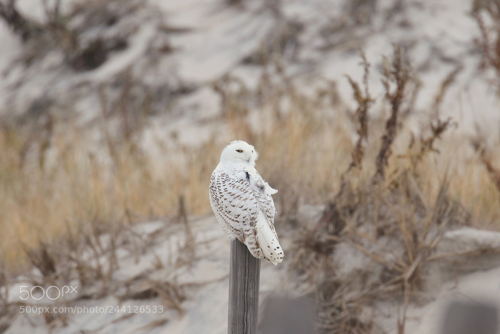 Canon EOS 7D Mark II sample photo. Untitled photography
