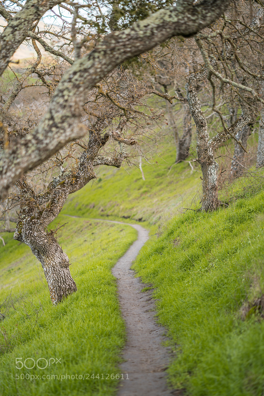 Sony a7R II sample photo. Shell ridge walking with photography