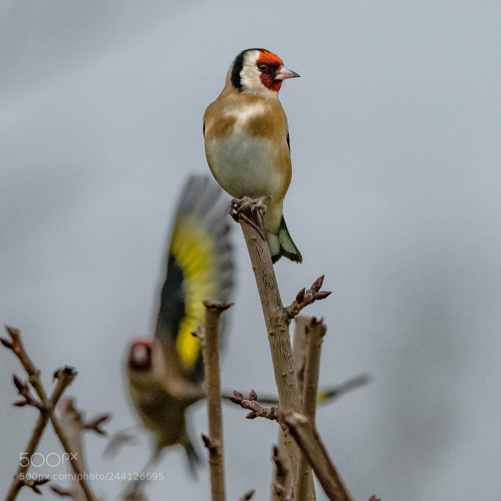 Nikon D850 sample photo. Goldfinches photography