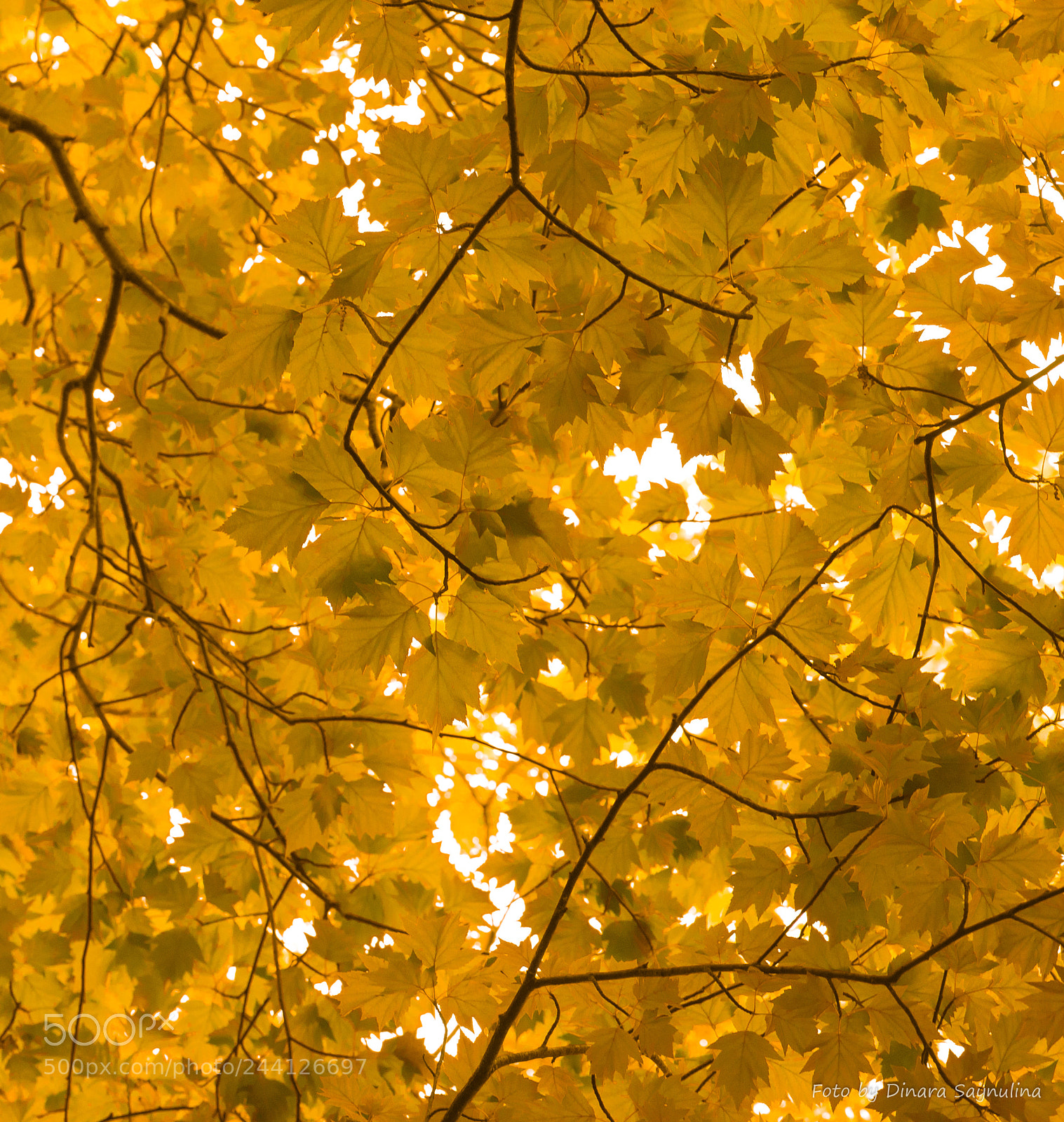 Nikon D700 sample photo. Sky in yellow photography