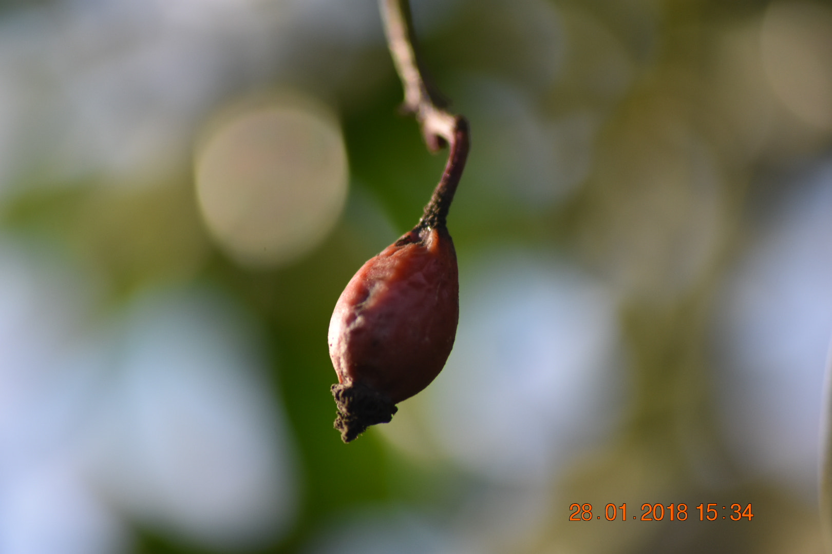 Nikon D3400 + Sigma 70-300mm F4-5.6 APO DG Macro sample photo. Berry in the sun photography