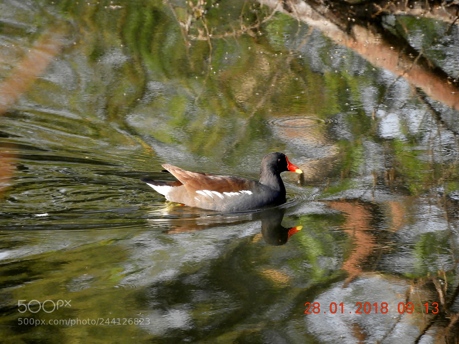 Nikon Coolpix B700 sample photo. Moorhen photography