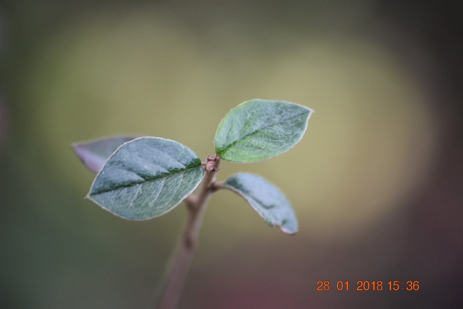 Nikon D3400 + Sigma 70-300mm F4-5.6 APO DG Macro sample photo. 4 leaves photography