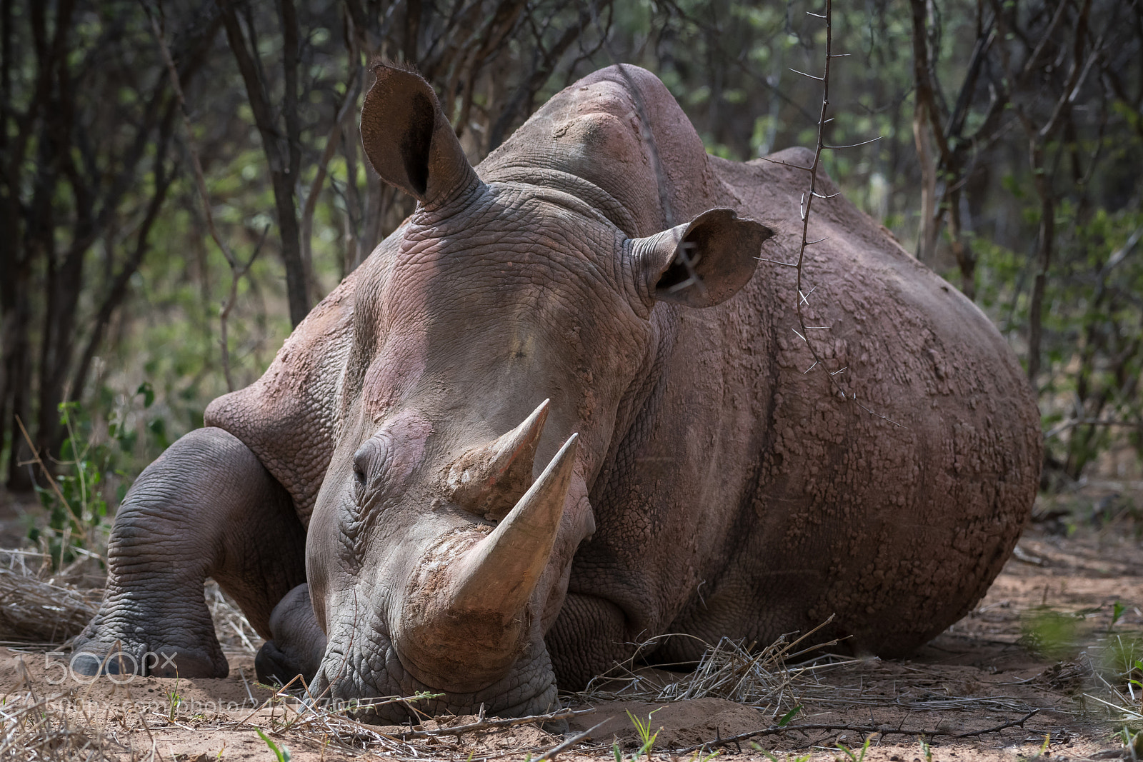 Nikon D850 sample photo. Resting rhino, namibia photography