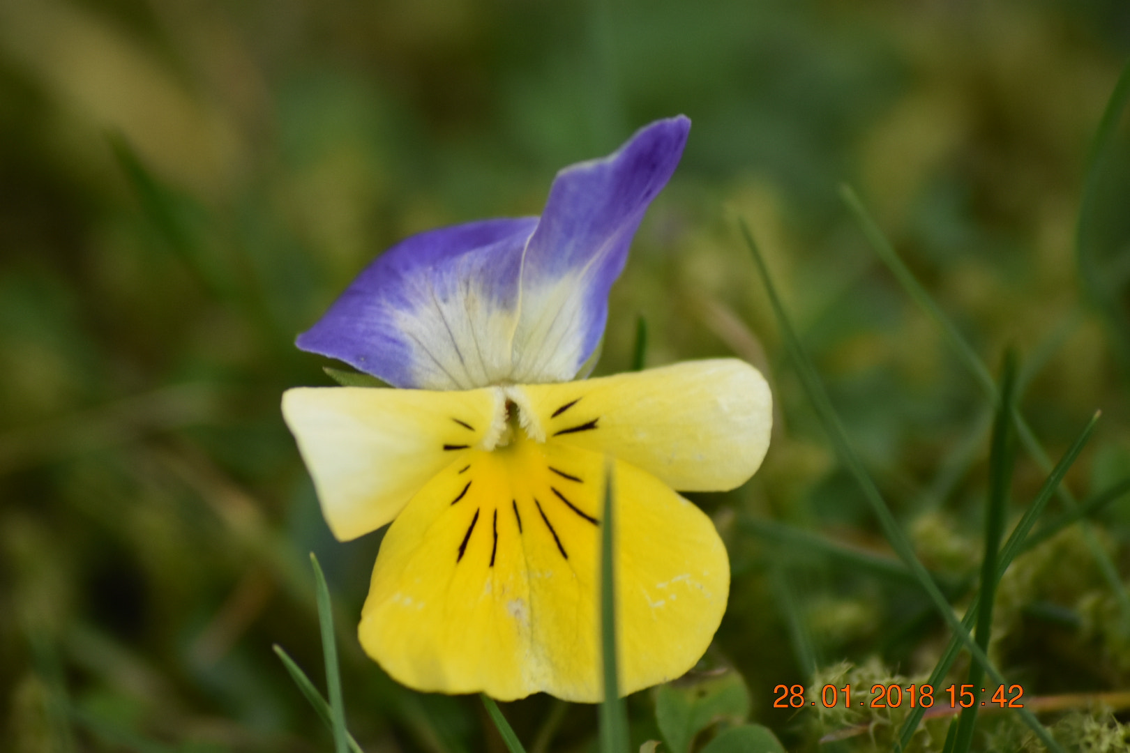 Sigma 70-300mm F4-5.6 APO DG Macro sample photo. Pansy photography