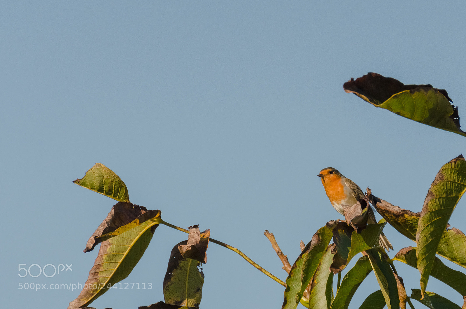 Nikon D5100 sample photo. Rouge-gorge photography
