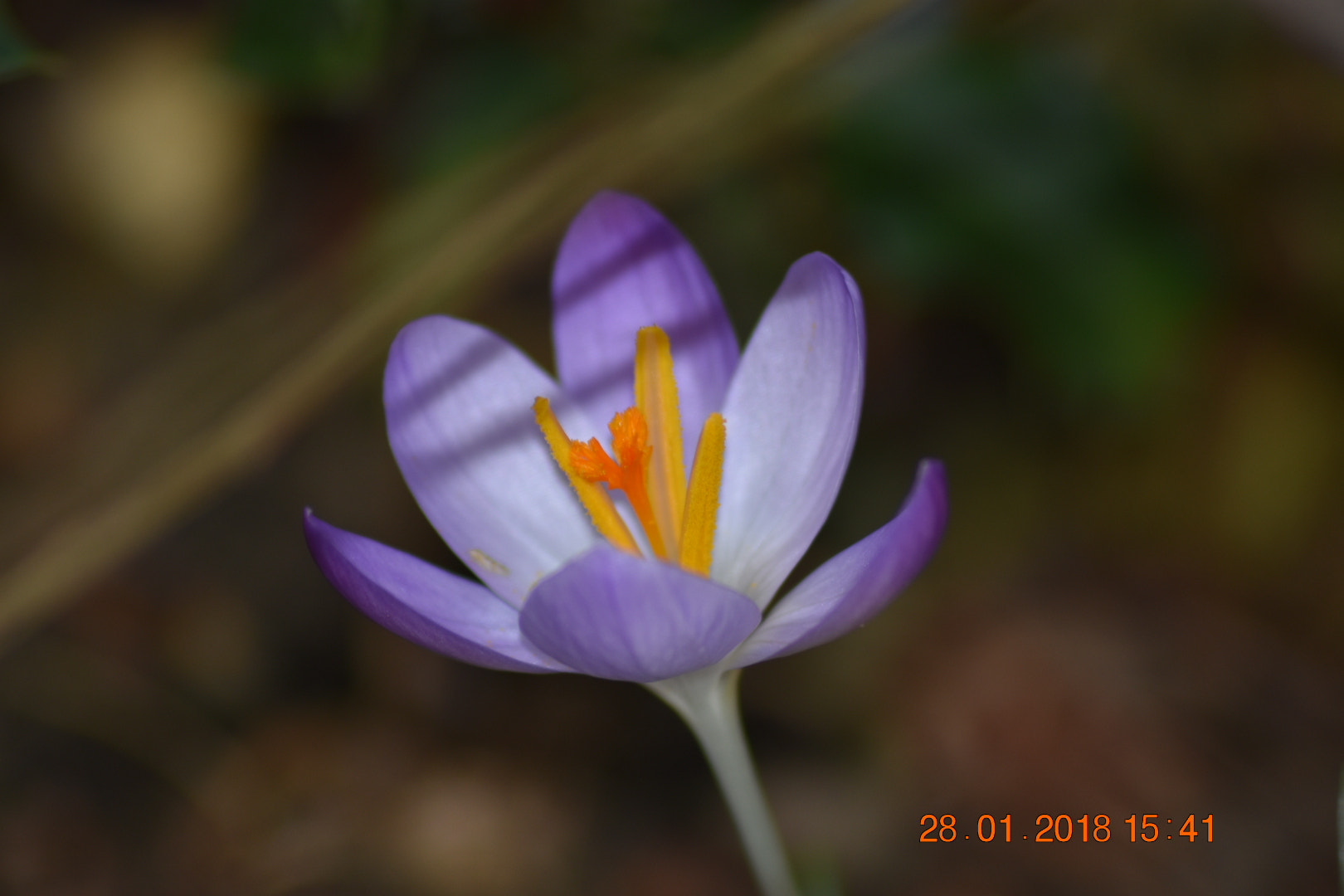 Nikon D3400 + Sigma 70-300mm F4-5.6 APO DG Macro sample photo. Crocus photography