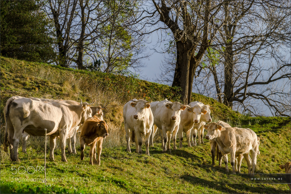 Sony Alpha a99 sample photo. Brown and white cows photography