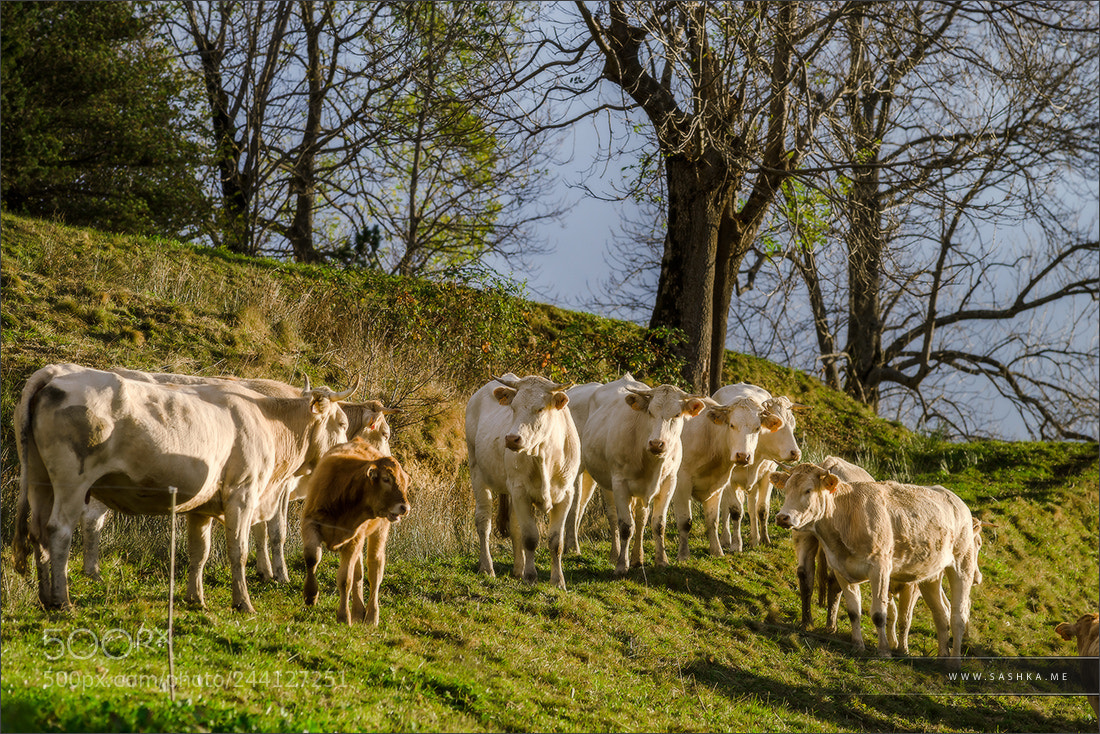 Sony a99 II sample photo. Brown and white cows photography