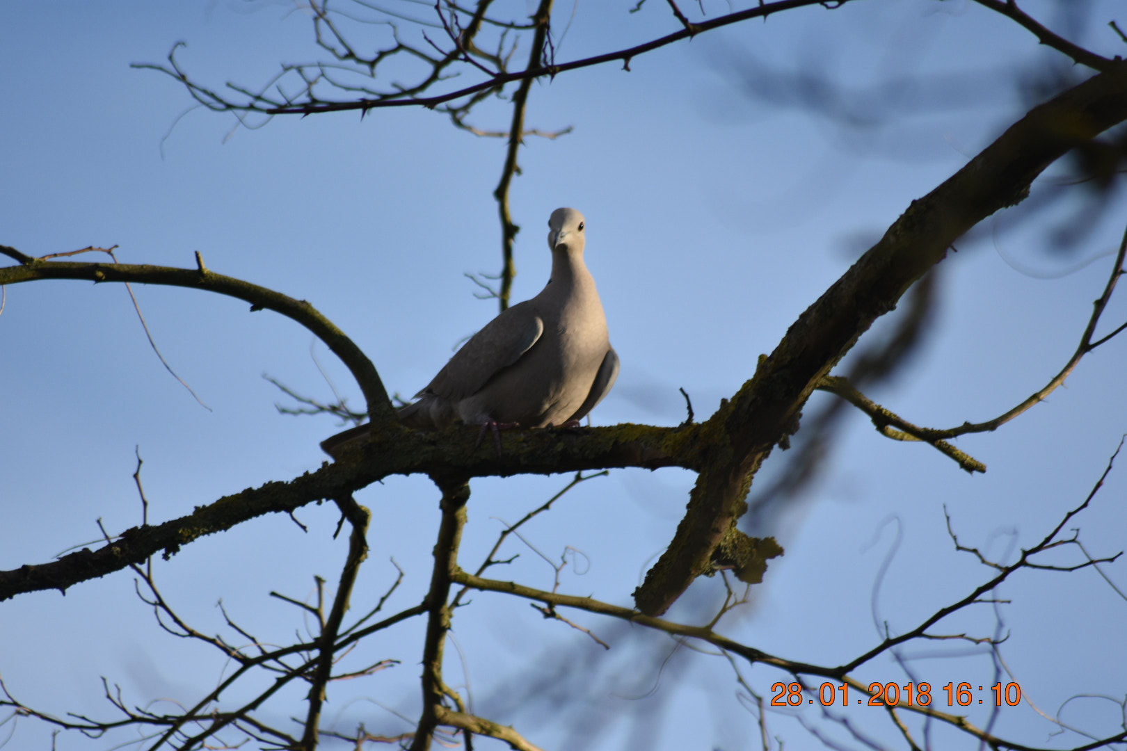 Nikon D3400 + Sigma 70-300mm F4-5.6 APO DG Macro sample photo. Dove photography