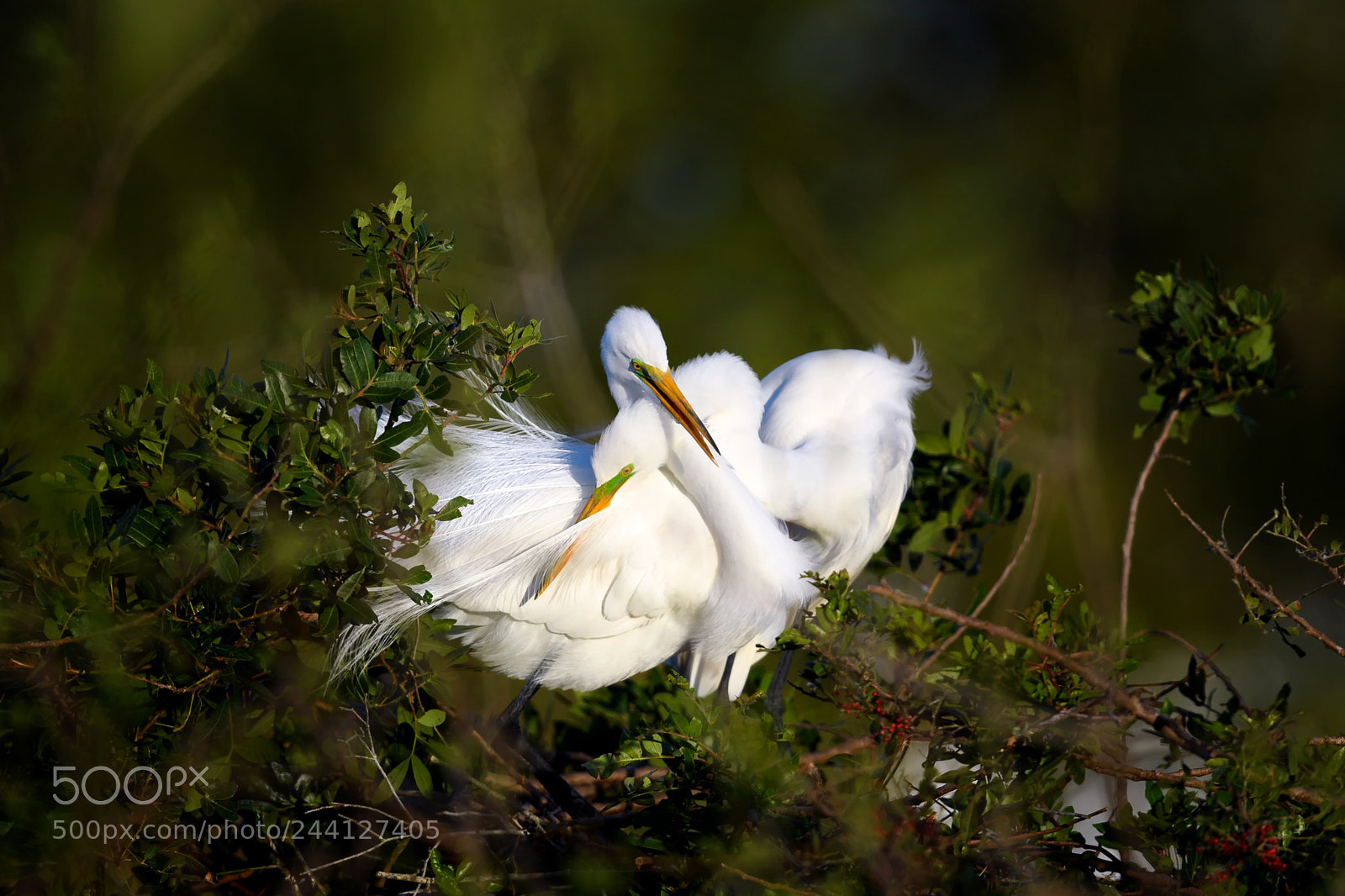 Nikon D5 sample photo. An elegant courtship. great photography