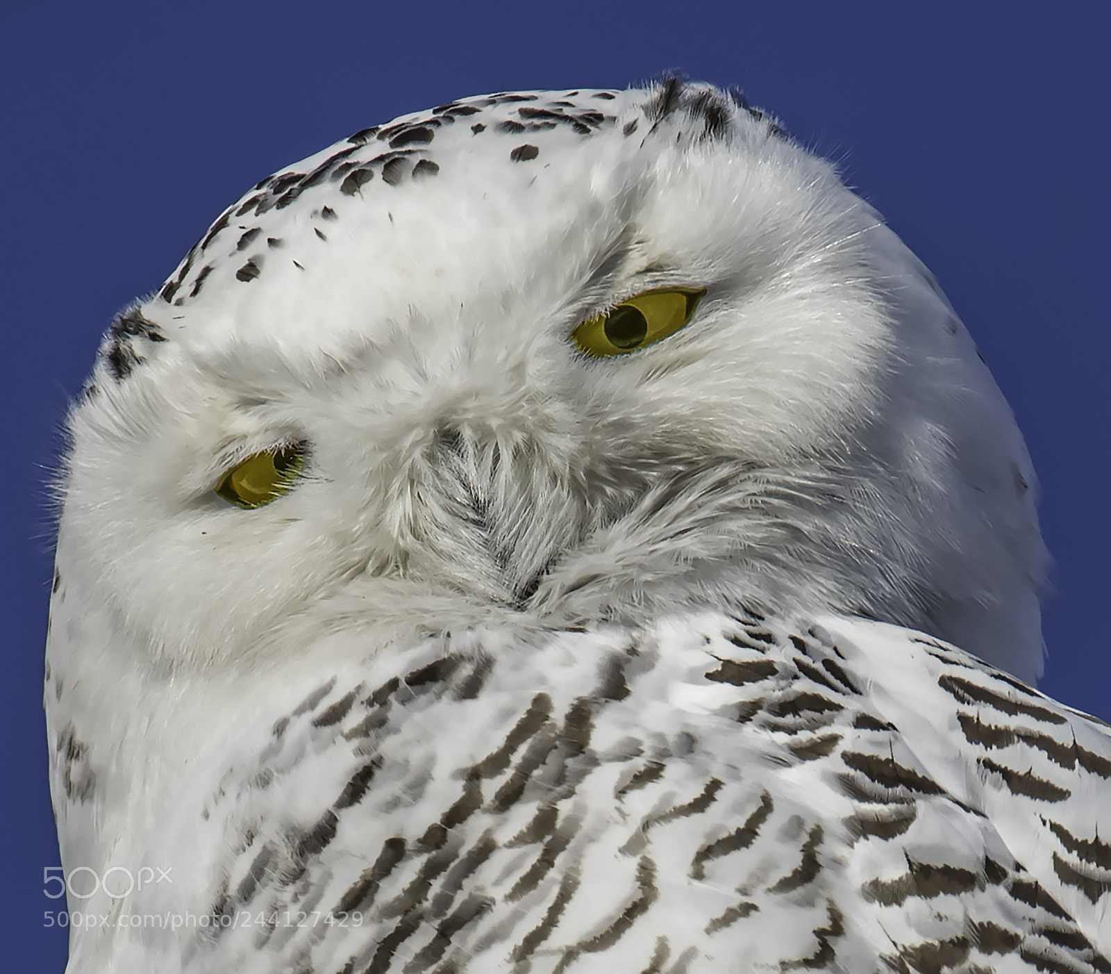 Nikon D810 sample photo. Snowy photography
