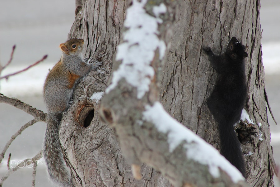 Canon EF 75-300mm f/4-5.6 USM sample photo. Winter time in ontario photography
