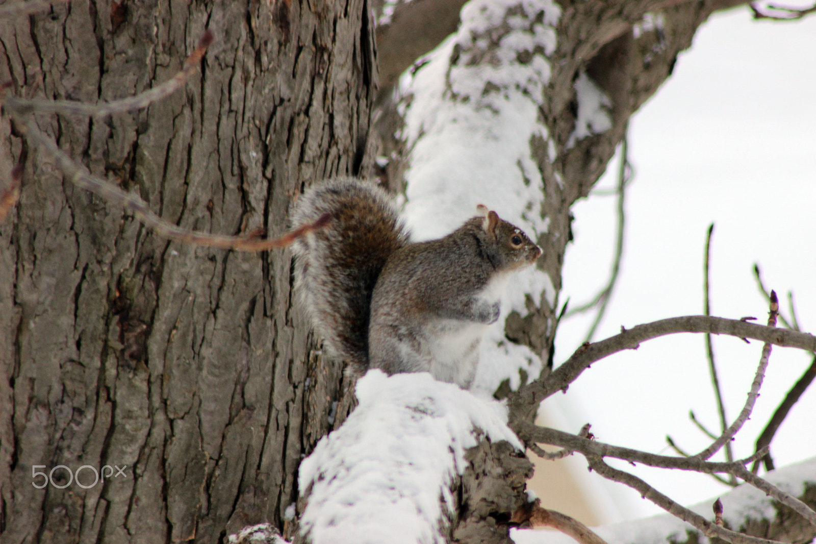 Canon EF 75-300mm f/4-5.6 USM sample photo. Winter time in ontario photography