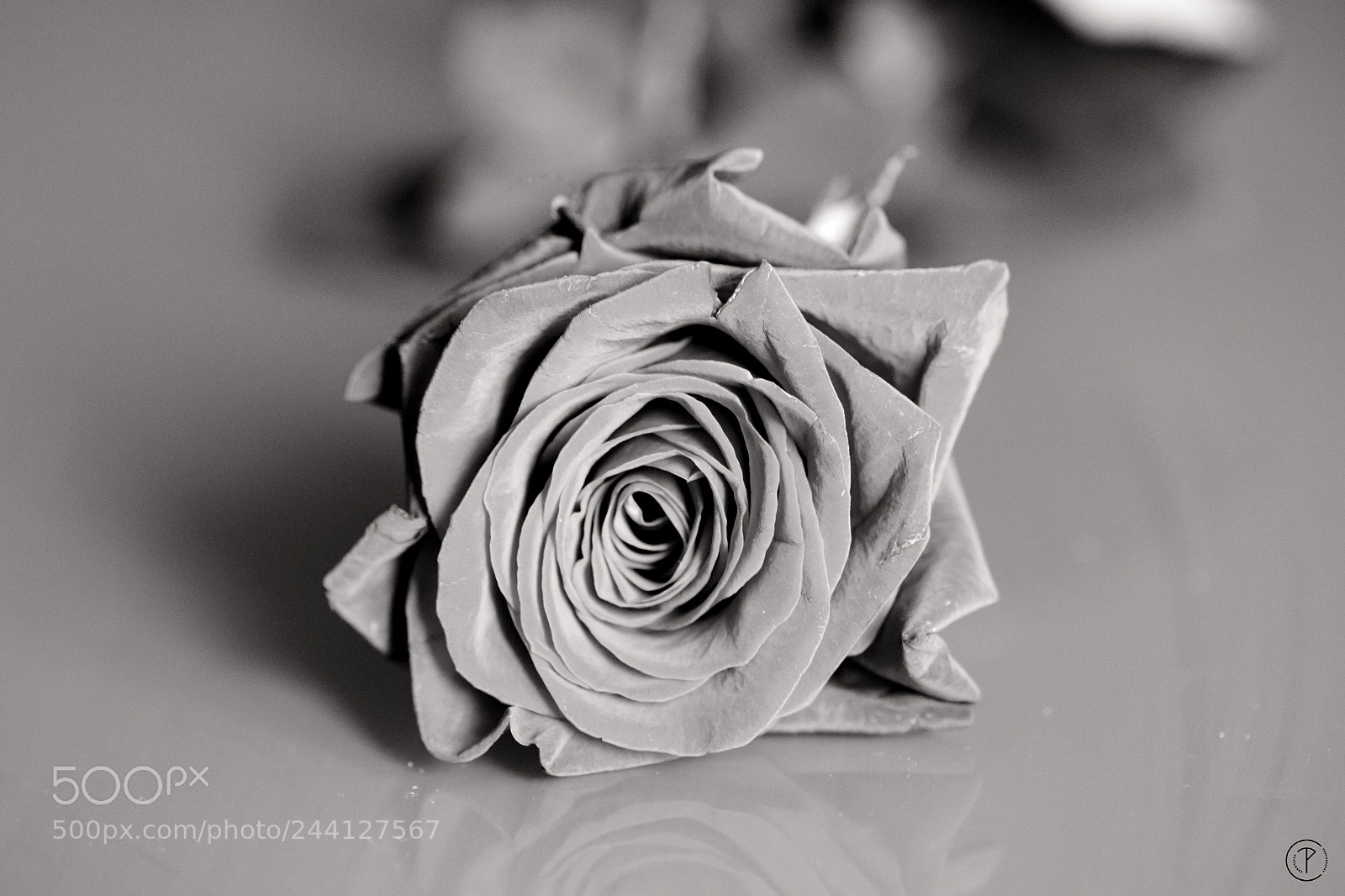 Canon EOS 7D Mark II sample photo. The rose that awaits photography