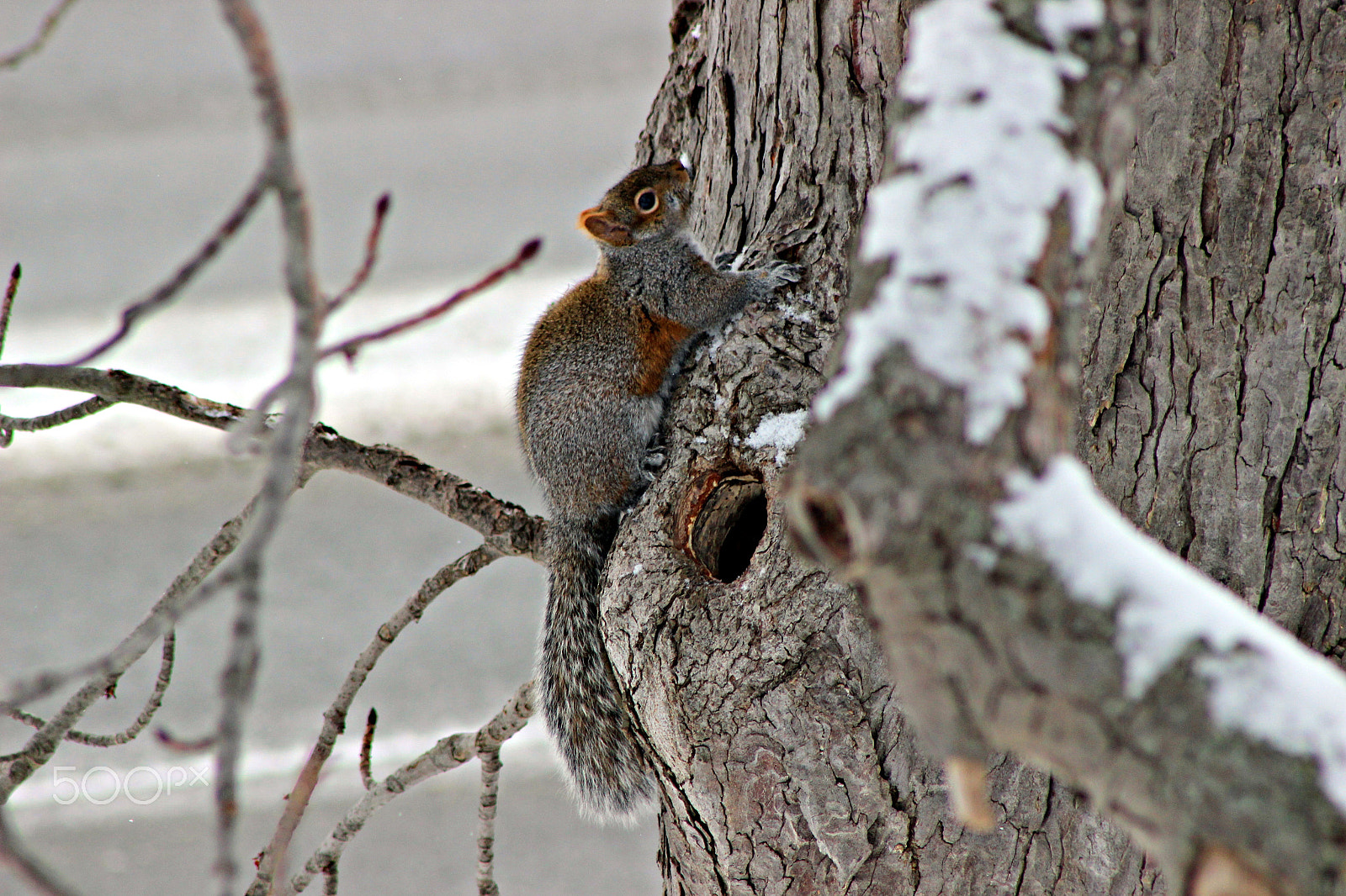 Canon EF 75-300mm f/4-5.6 USM sample photo. Winter time in ontario photography