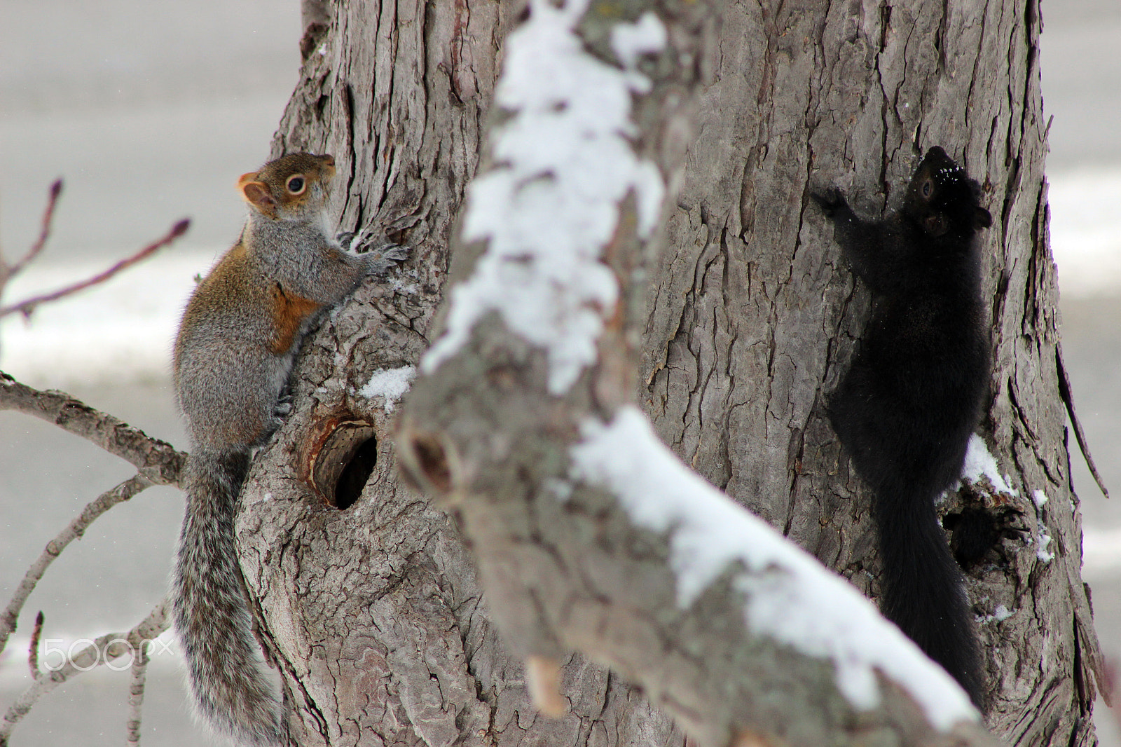 Canon EF 75-300mm f/4-5.6 USM sample photo. Winter time in ontario photography