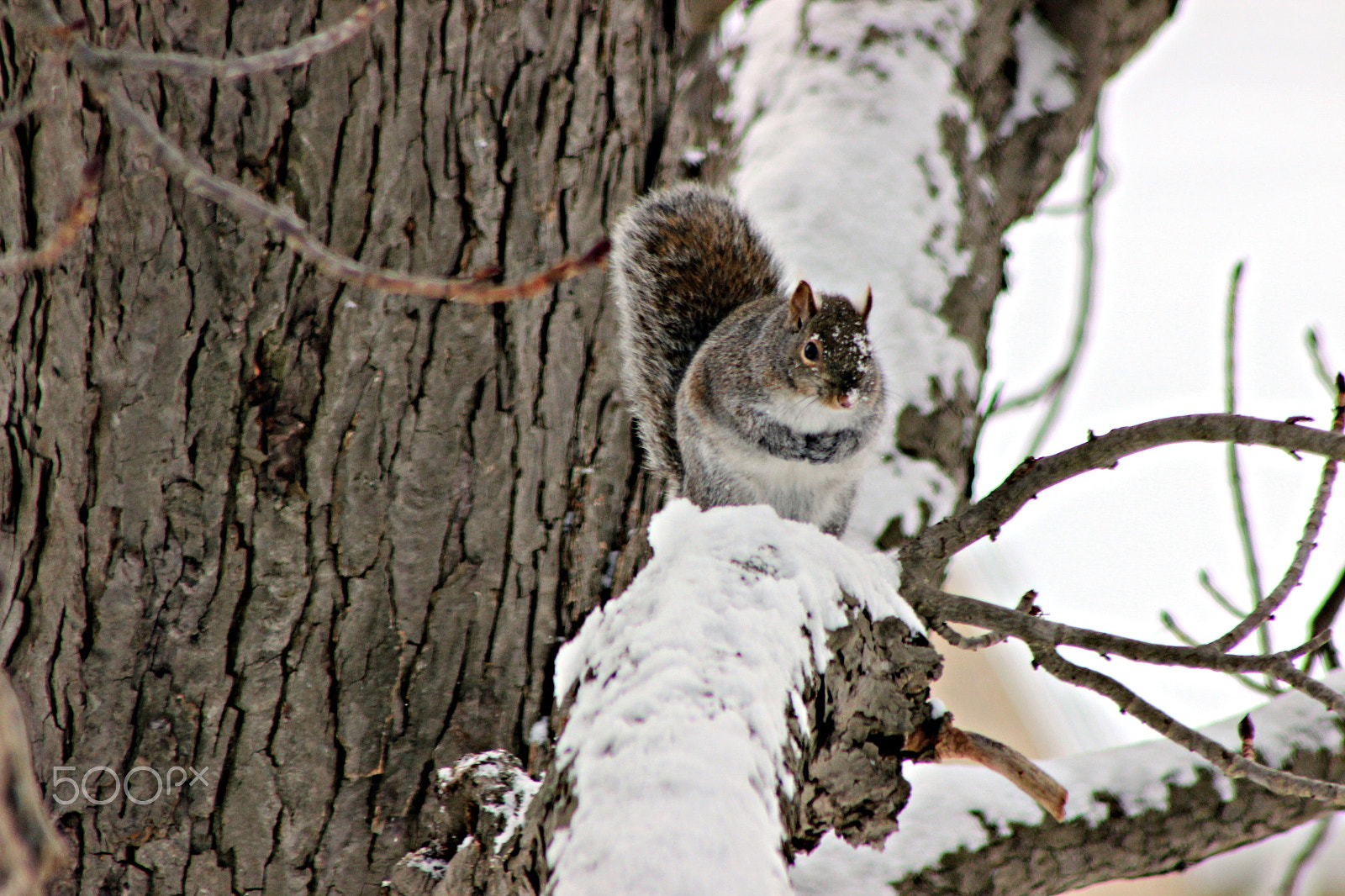 Canon EF 75-300mm f/4-5.6 USM sample photo. Winter time in ontario photography