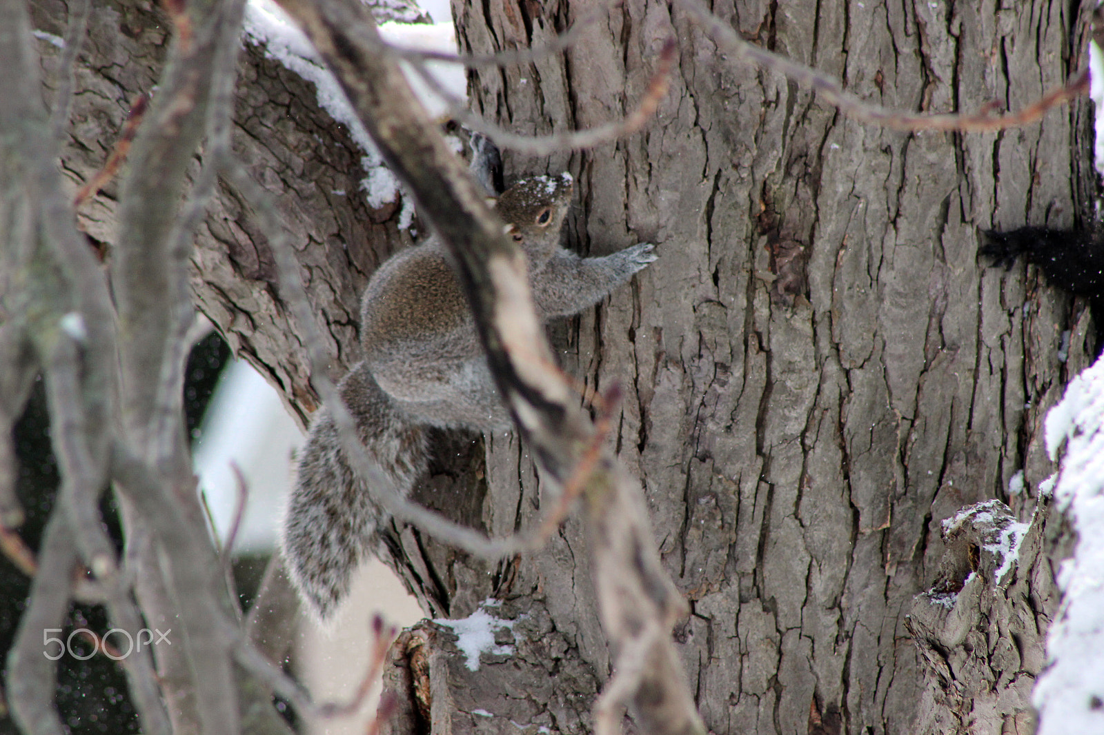 Canon EF 75-300mm f/4-5.6 USM sample photo. Winter time in ontario photography