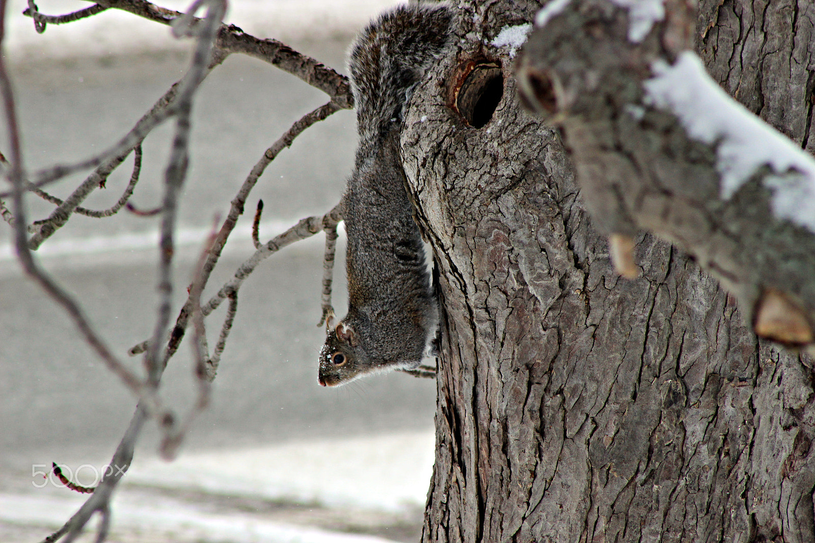 Canon EF 75-300mm f/4-5.6 USM sample photo. Winter time in ontario photography