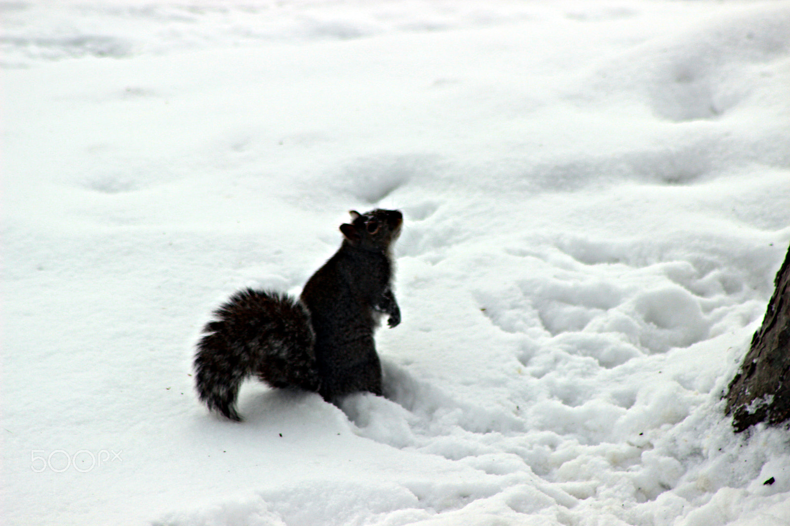 Canon EF 75-300mm f/4-5.6 USM sample photo. Winter time in ontario photography