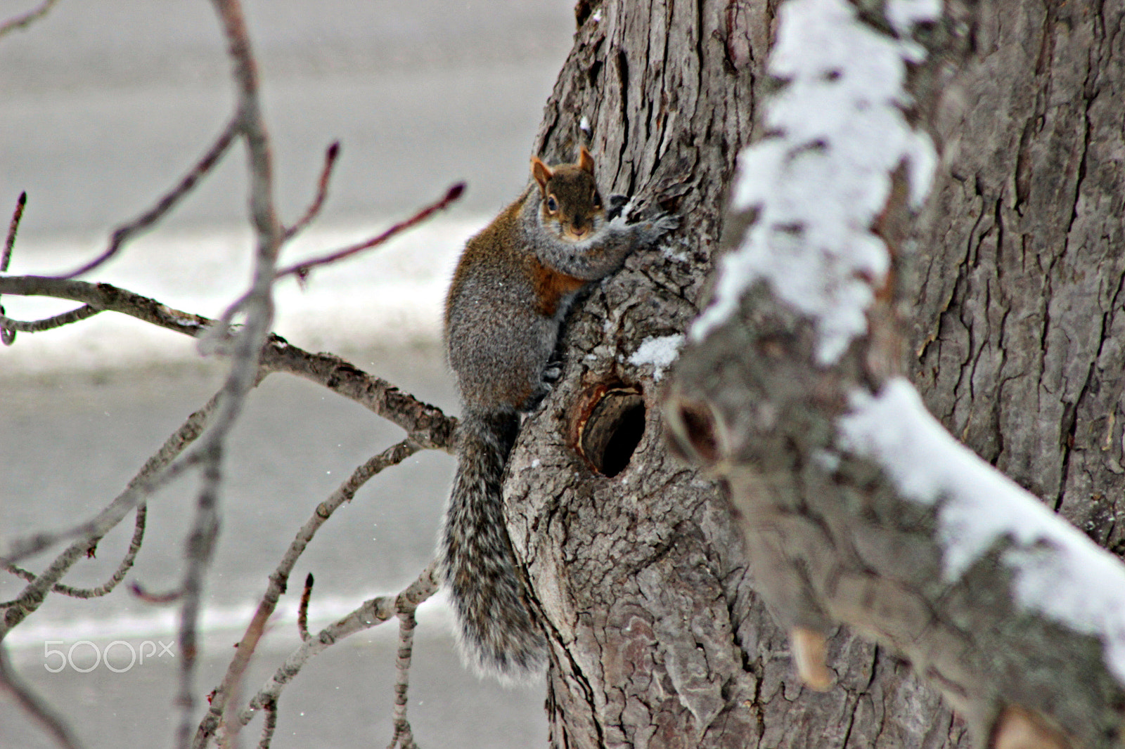 Canon EF 75-300mm f/4-5.6 USM sample photo. Winter time in ontario photography