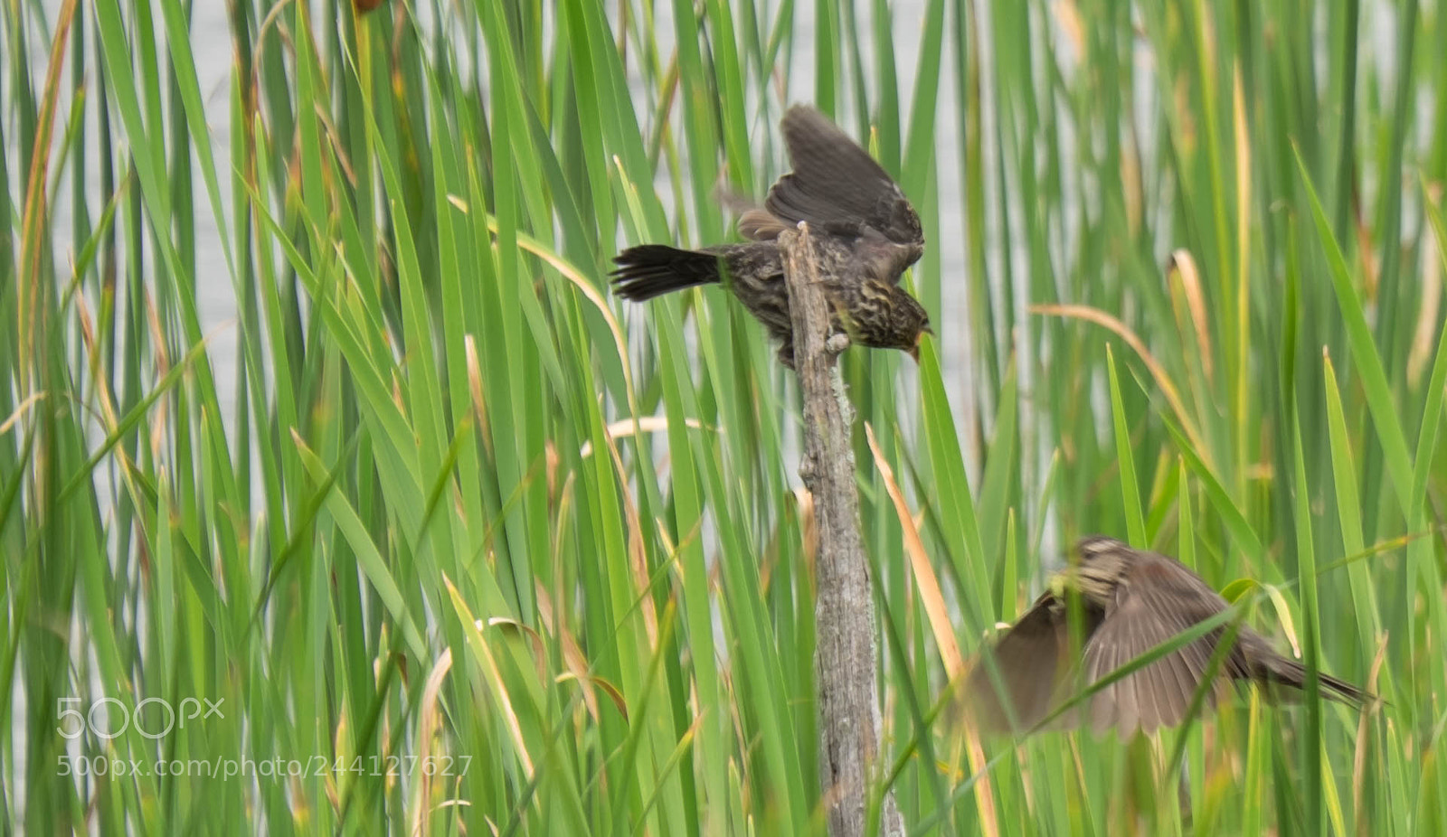 Fujifilm X-T1 sample photo. Birds fighting over their photography
