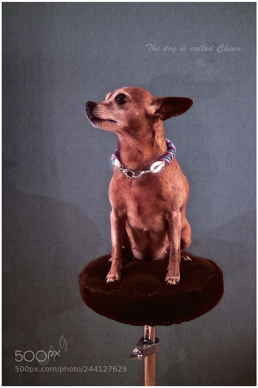 Canon EOS M3 sample photo. Dog photography