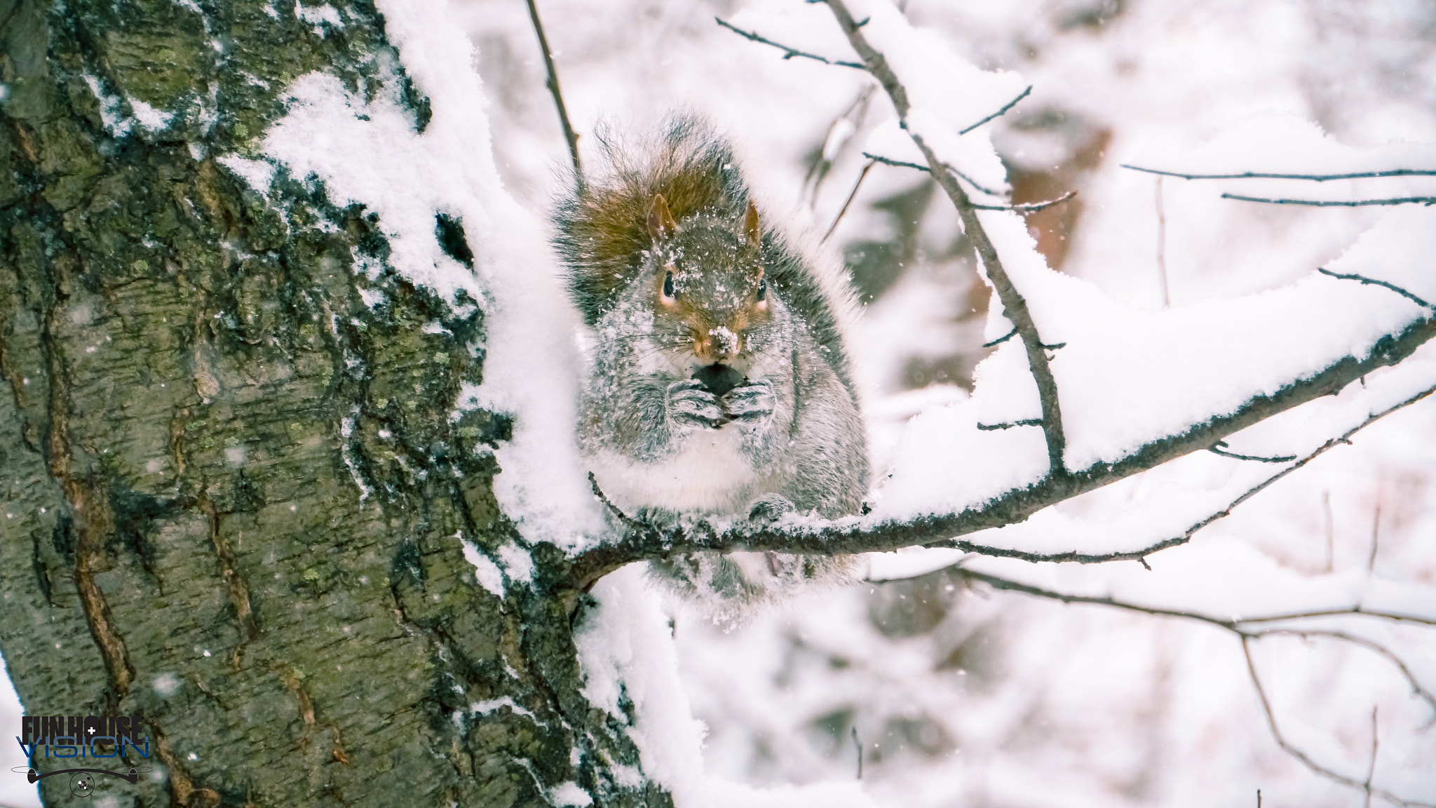 Panasonic Lumix DMC-GH2 sample photo. Un hiver à central park e1 photography